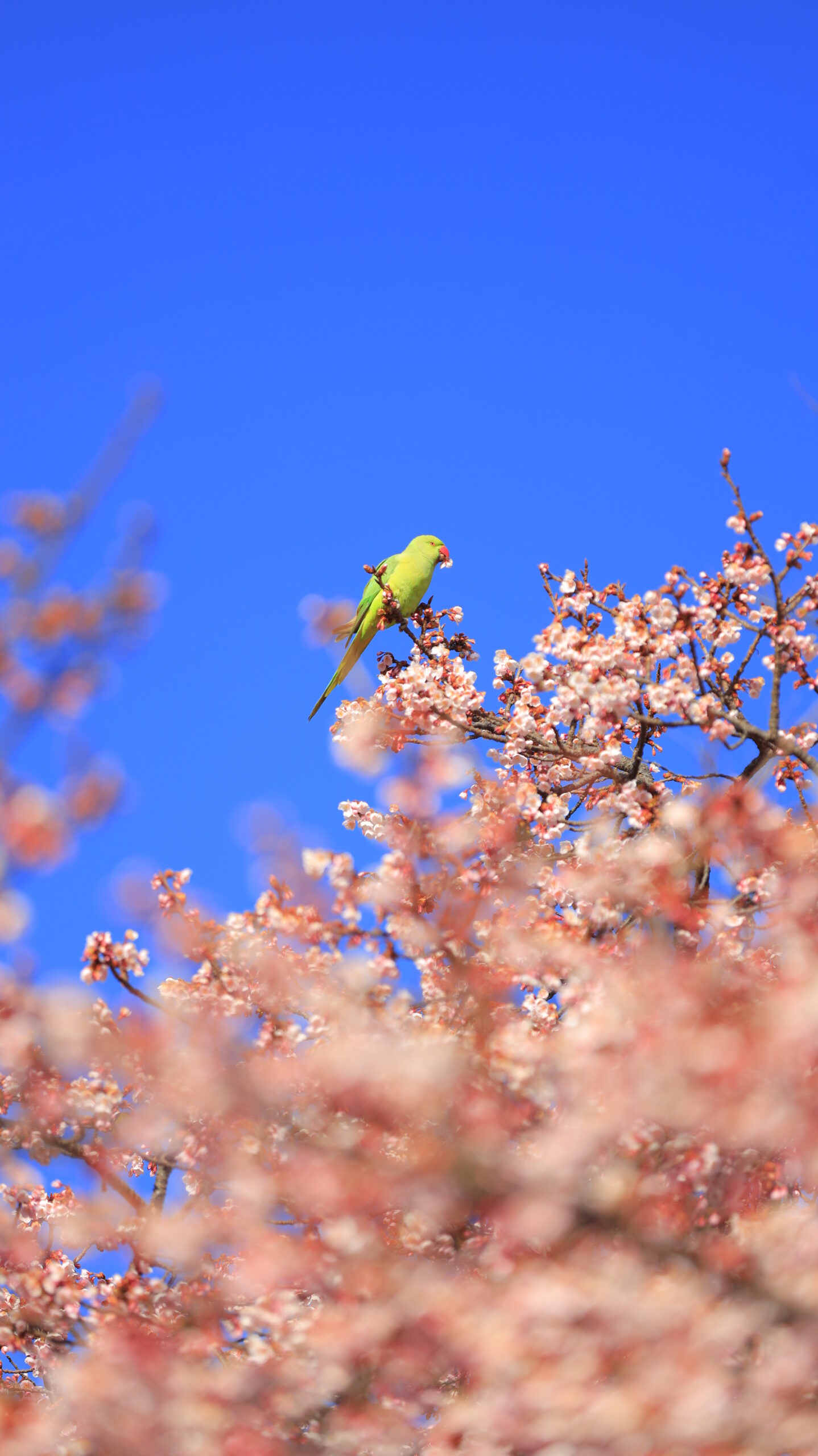 新宿御苑で、桜の花びらをくわえたワカケホンセイインコの印象的な姿を撮影した写真です。