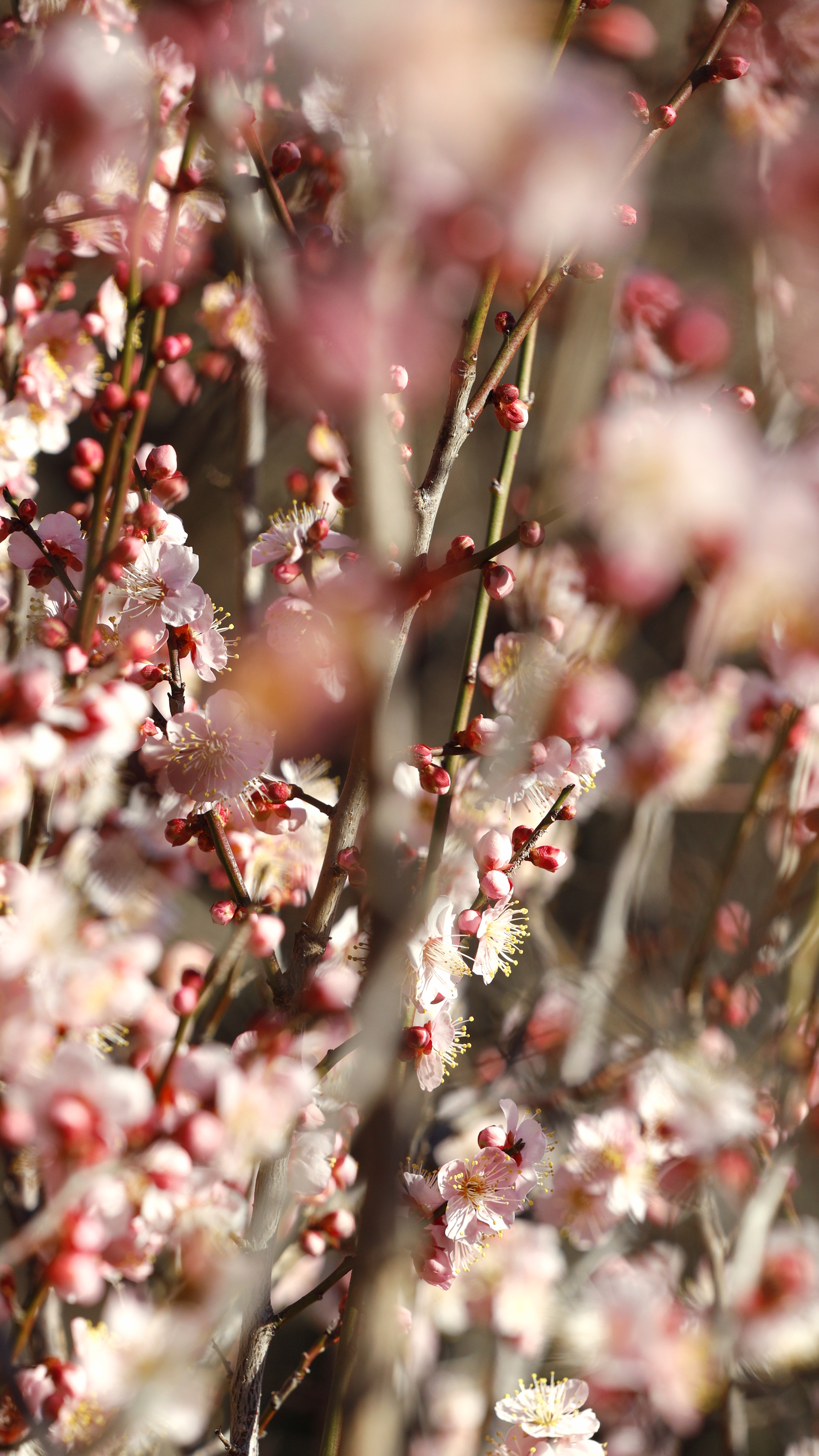 大宮第二公園にて、「乱れ咲く梅の花の華やかさ」と感じた写真です。