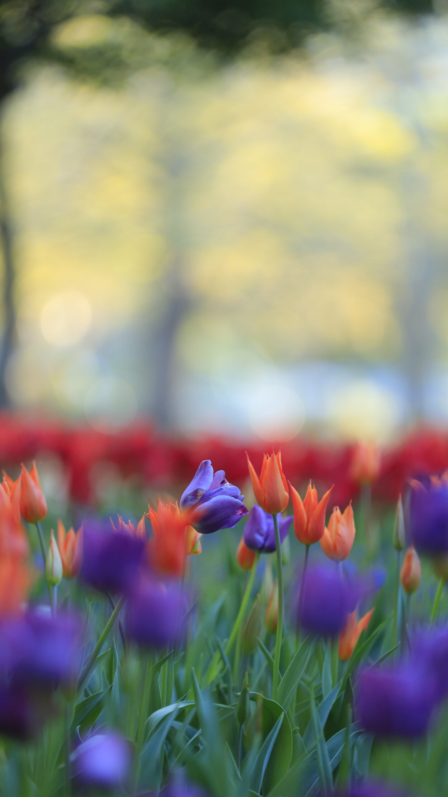 猿江恩賜公園で、紫とオレンジのチューリップが入り混じるカラフルな様子