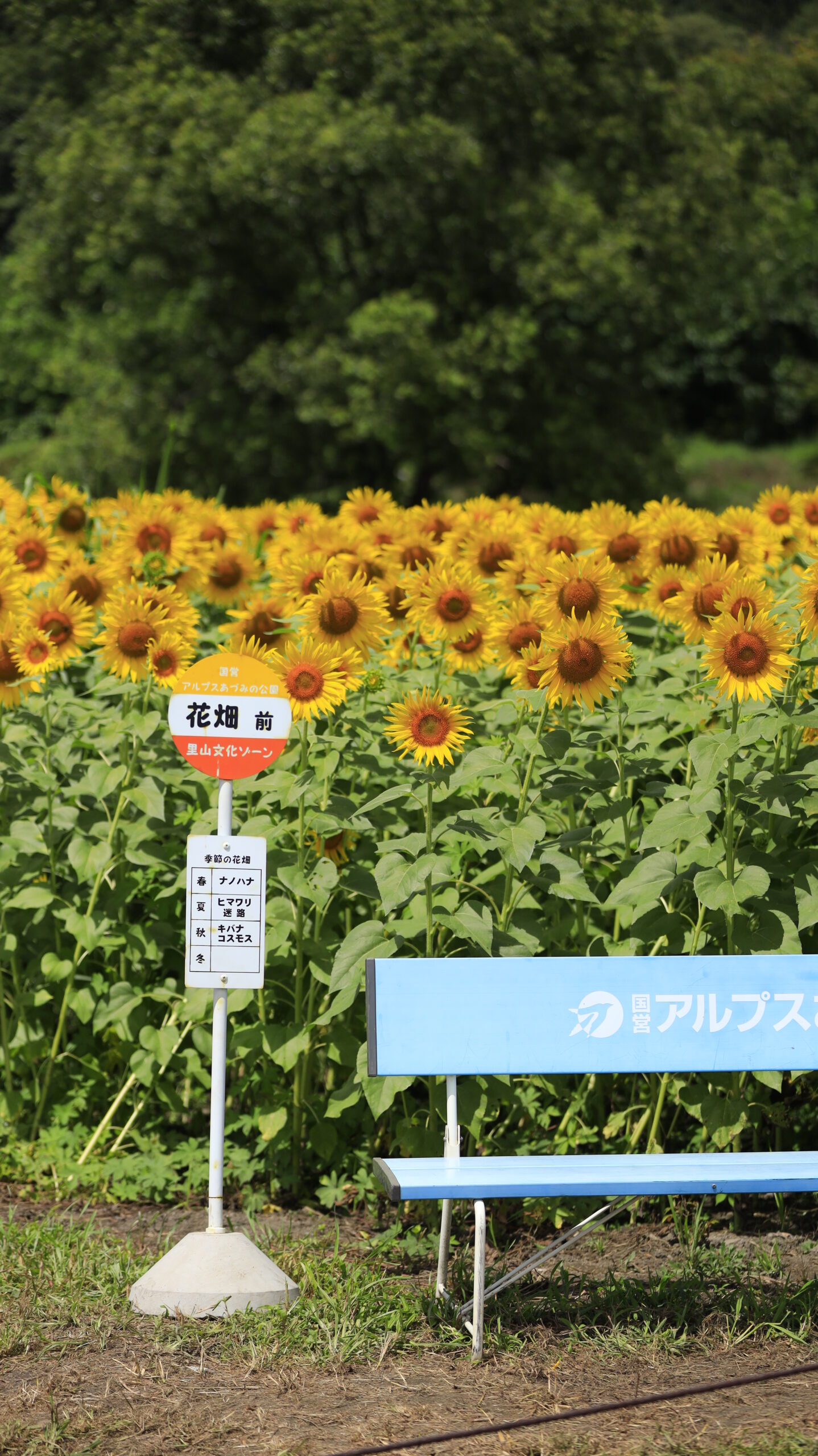 国営アルプスあづみの公園でひまわり畑前のバス停オブジェとベンチを撮影