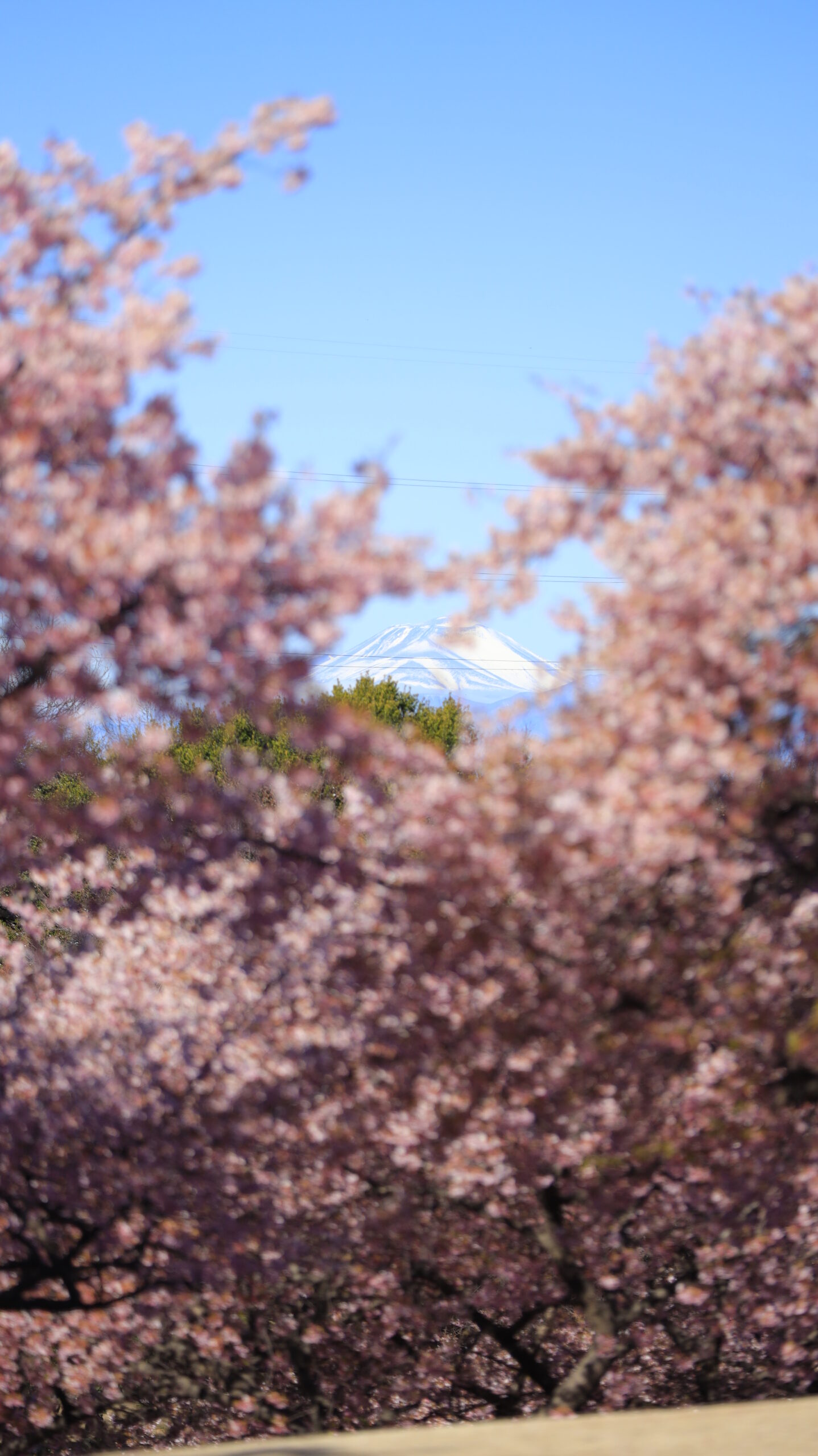 伊勢崎市みらい公園で、丘の上の河津桜の隙間から遠くに見える浅間山を撮影した春の景色。