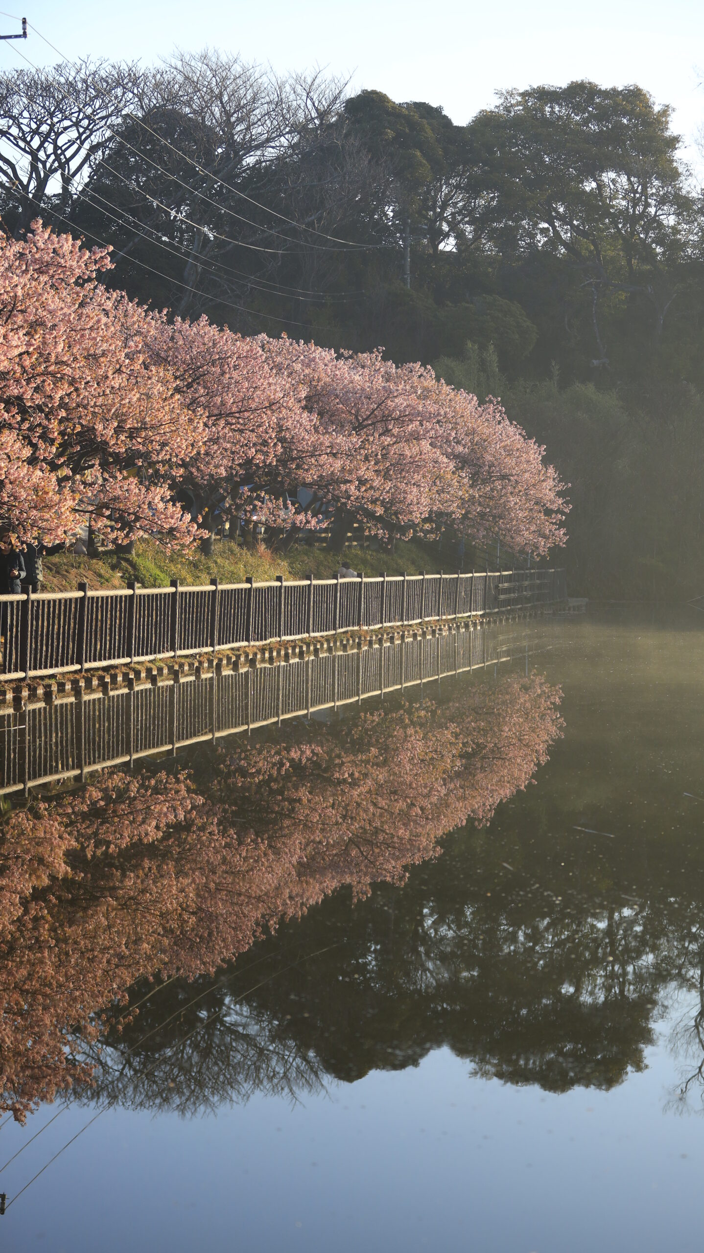 三浦海岸桜まつりで、奥の池に沿って咲く桜並木を撮影。水辺と河津桜のコラボレーションが印象的。