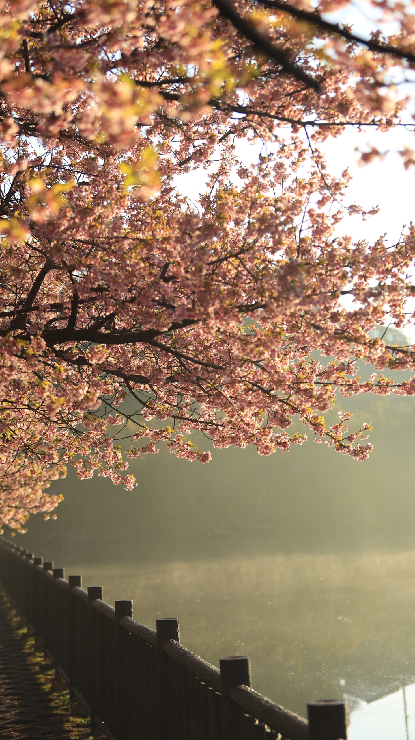 三浦海岸桜まつりで、朝の池に靄がかかり桜にだけ光が当たる幻想的な風景を撮影。光と霧が織りなす早朝の景色。
