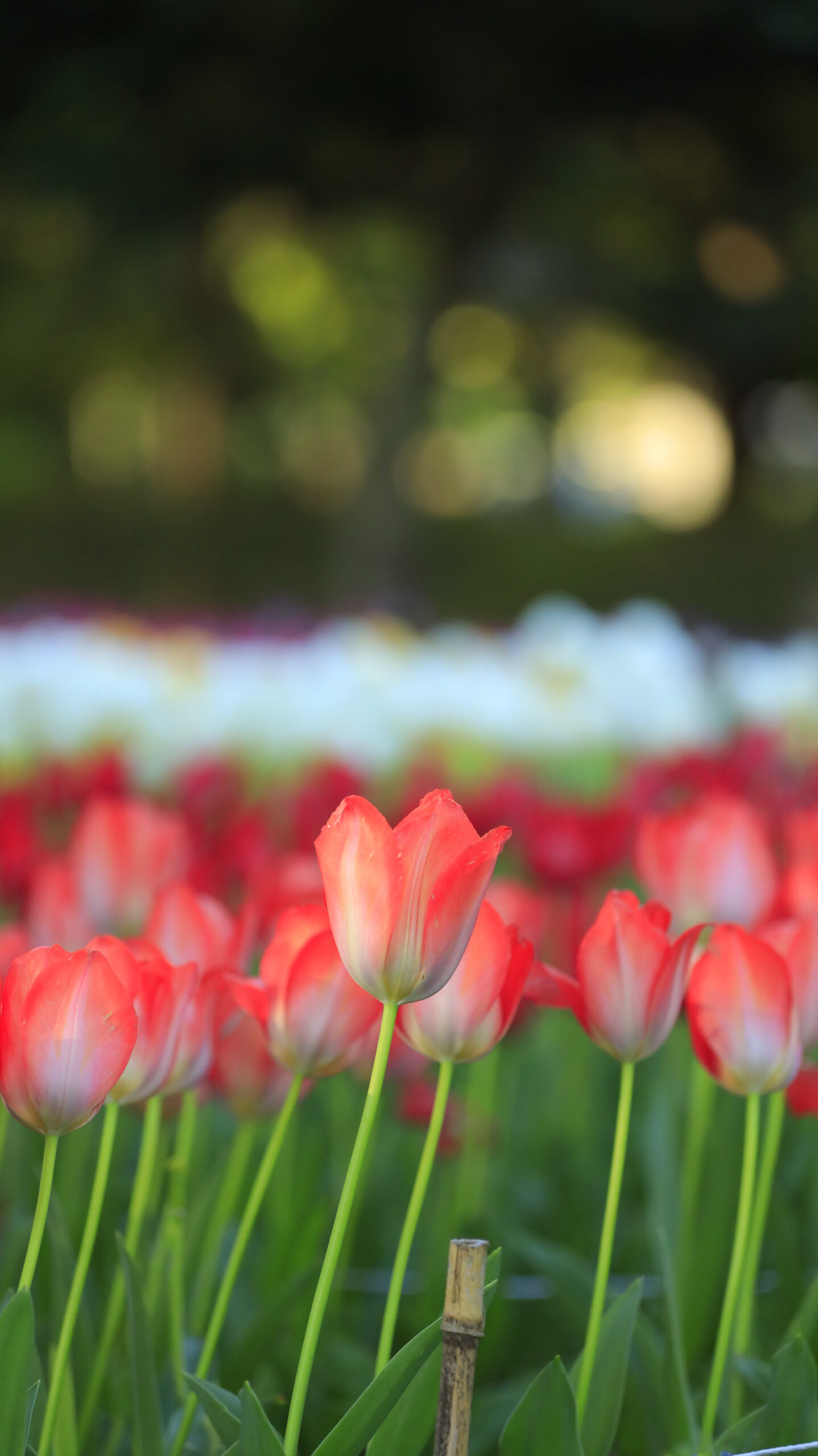 猿江恩賜公園で、赤いチューリップが整然と並ぶ美しい花景色