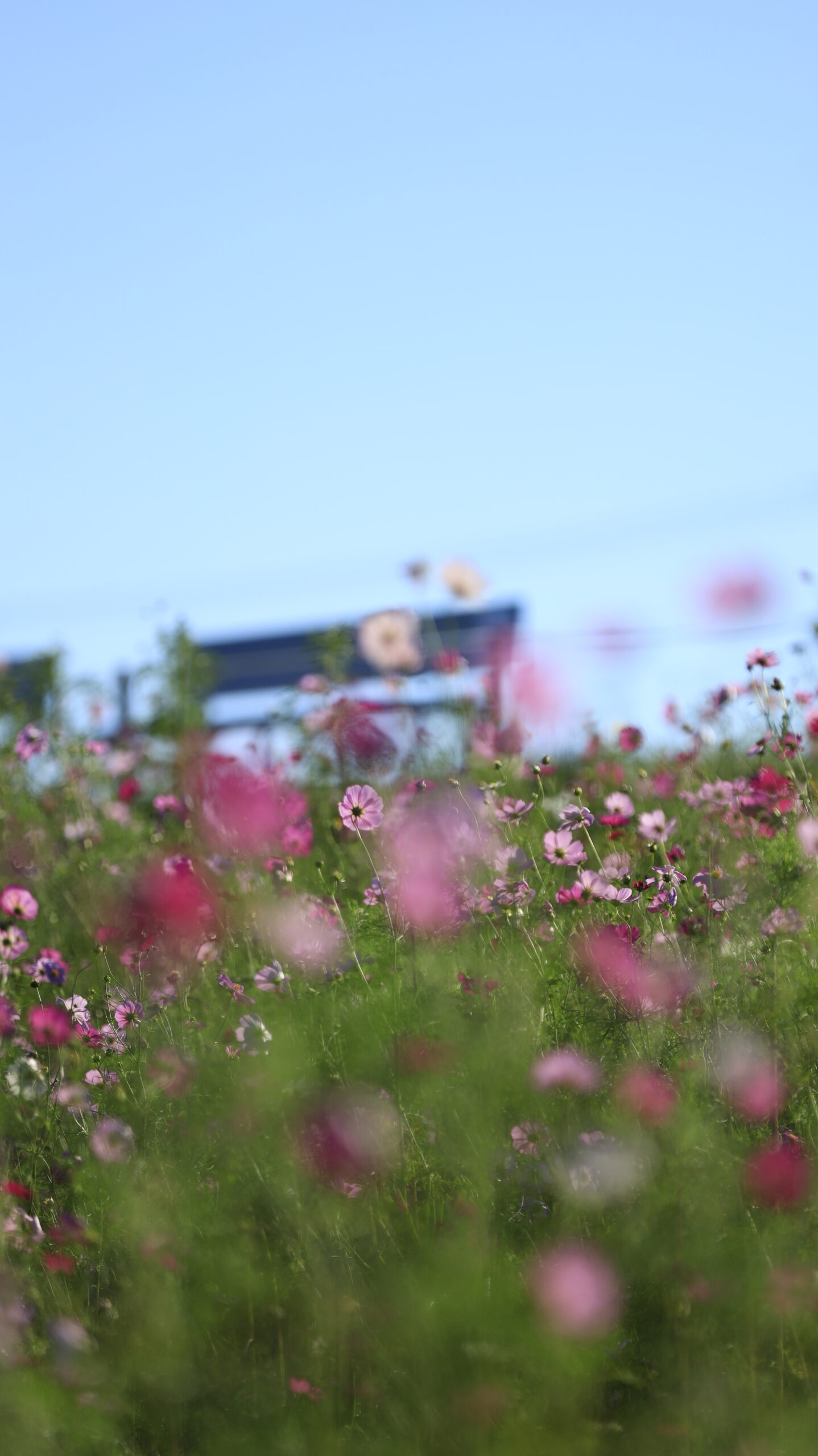 鼻高展望花の丘のコスモス畑とベンチと空
