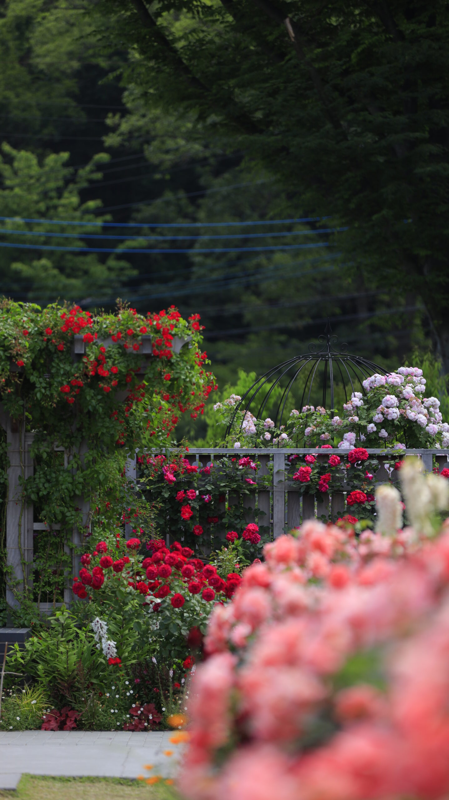 あやせローズガーデンで少し奥の位置からバラ園入口方向の薔薇を写した風景写真