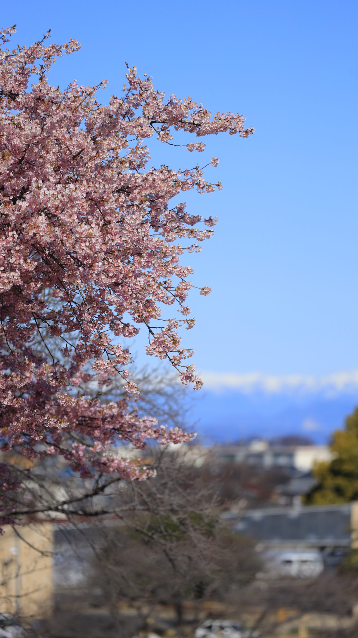 伊勢崎市みらい公園で、遠くの雪山の山並みと河津桜を組み合わせて撮影した風景。