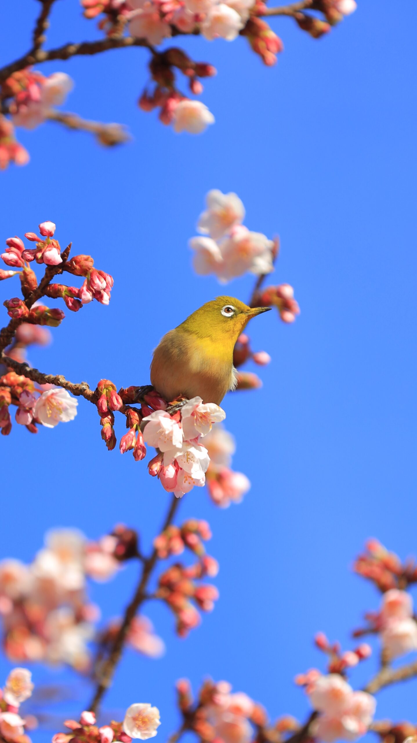 新宿御苑で、桜の花の上に凛々しくたたずむメジロの様子を撮影した写真です。
