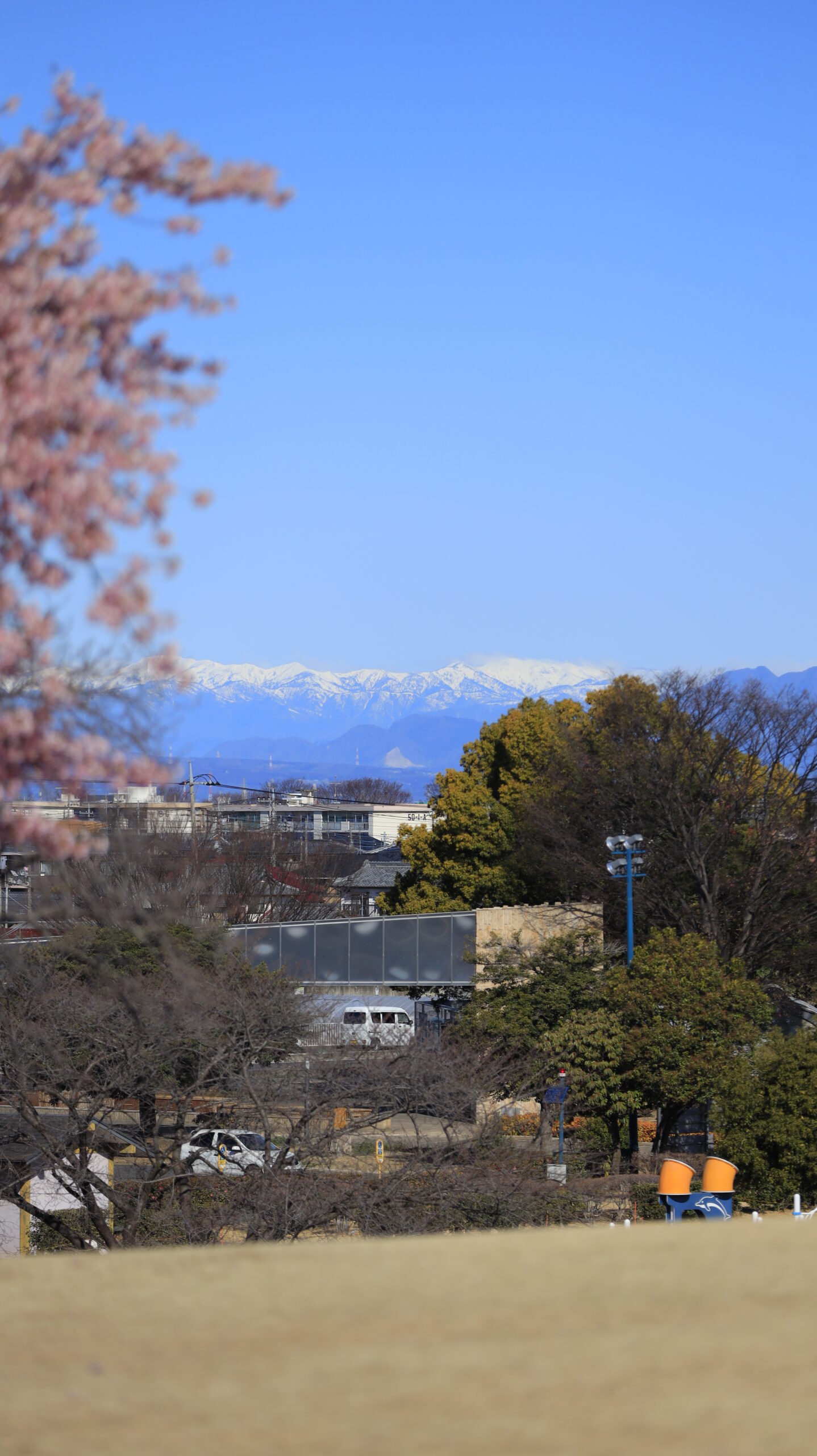 伊勢崎市みらい公園で、遠くの山並みにピントを合わせ手前の河津桜をぼかして撮影した景色。