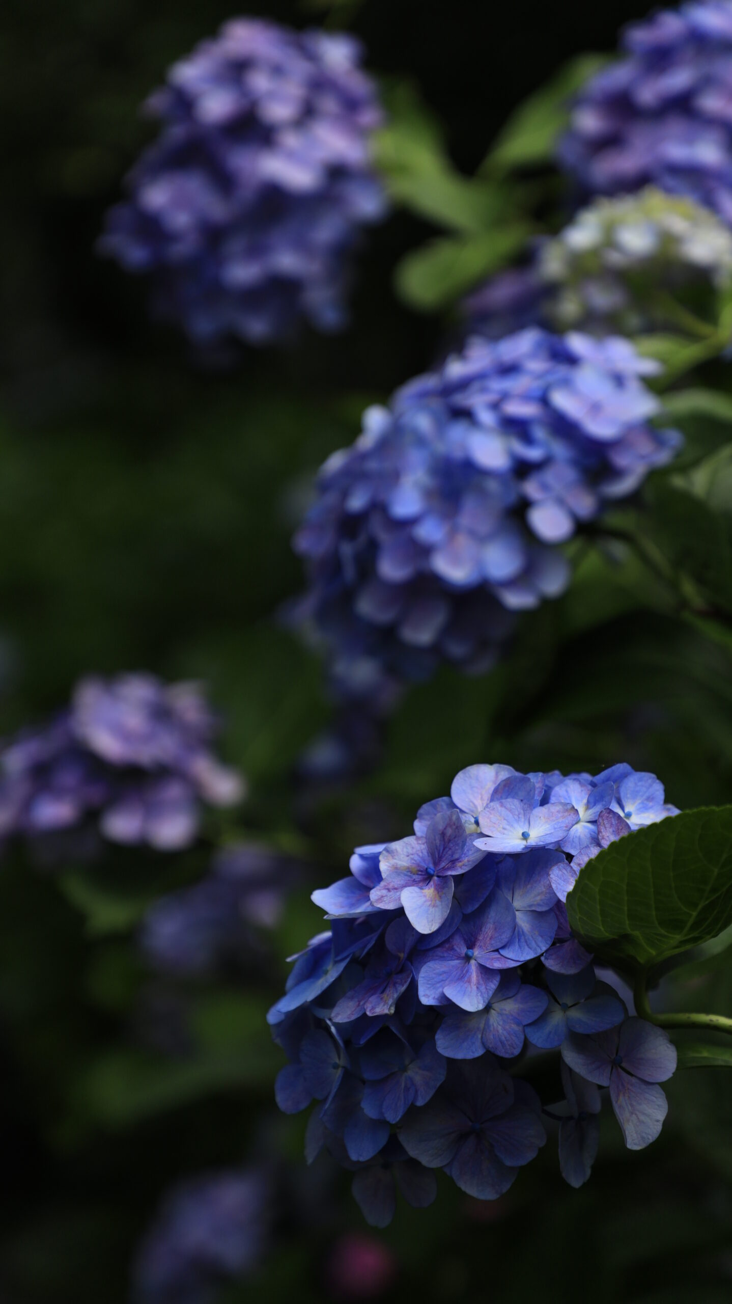 下田公園(あじさい祭り)の暗がりに咲く少し傷んだ青紫の紫陽花
