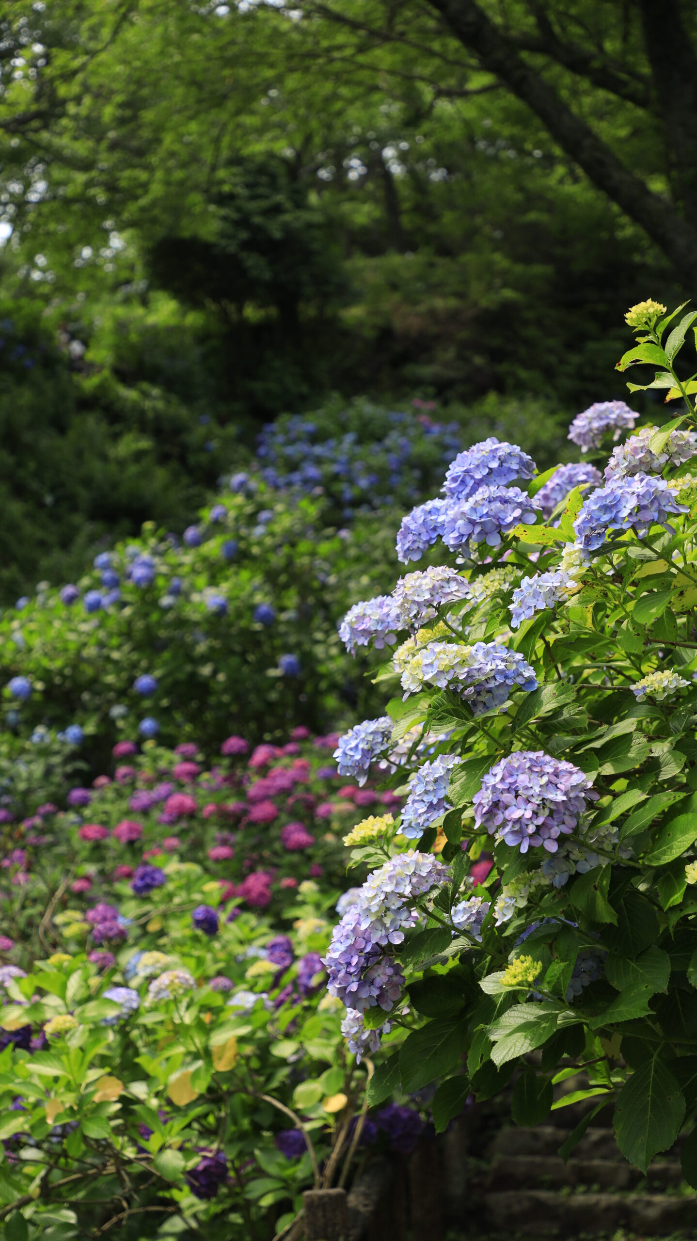下田公園(あじさい祭り)の手前の薄い紫陽花と奥にぼける紫陽花群生