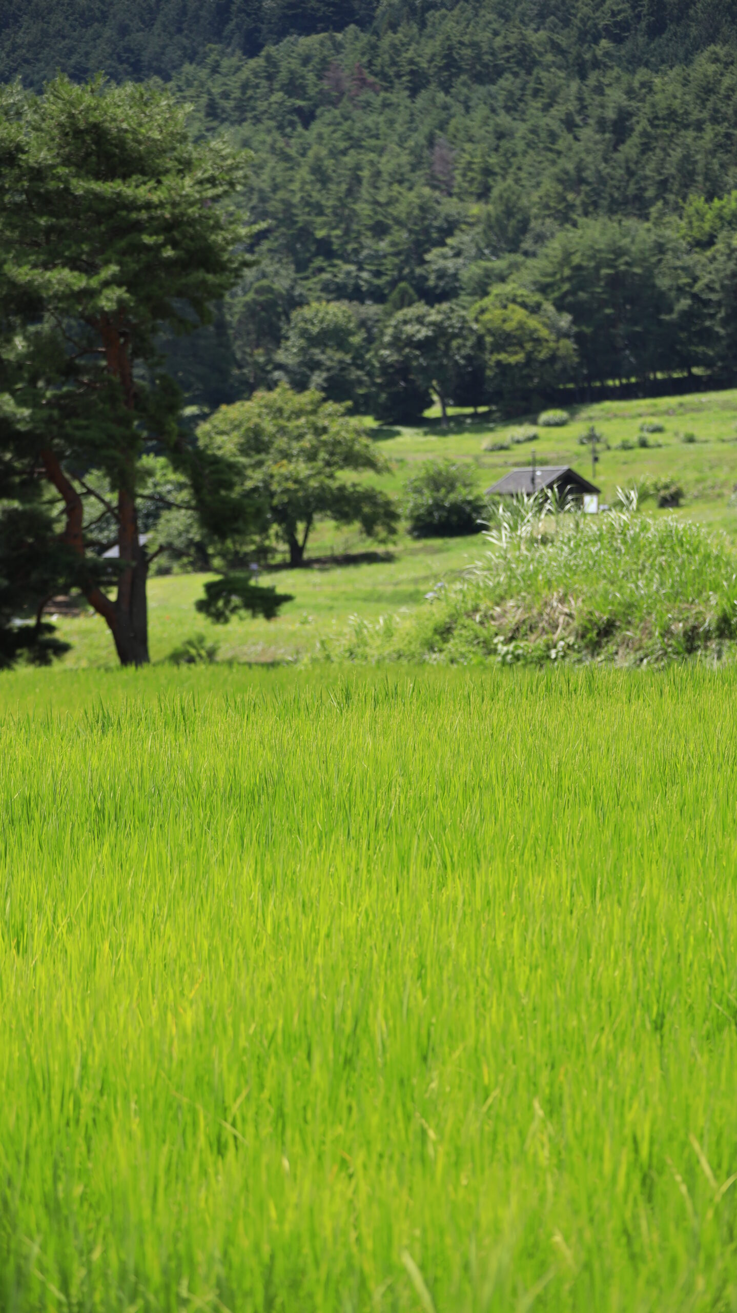 国営アルプスあづみの公園近くで緑豊かな夏の田んぼを撮影した安曇野の田園風景