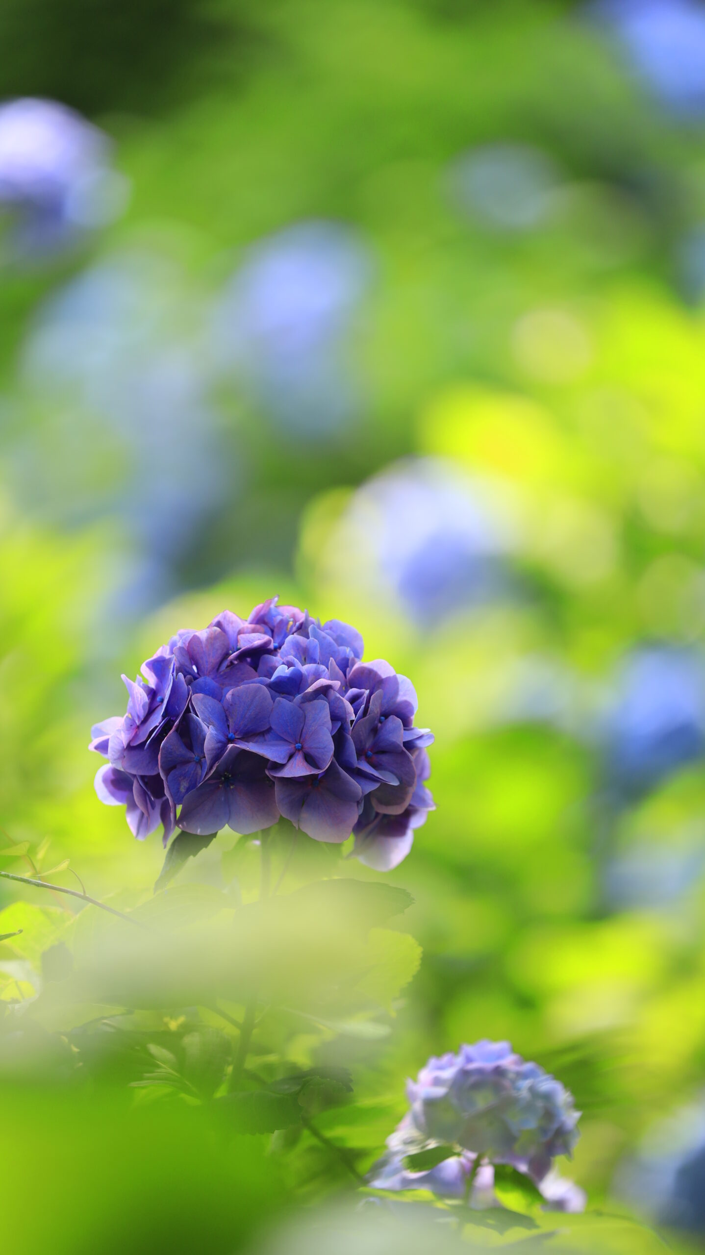 下田公園(あじさい祭り)の緑のキラキラ背景に咲く紫の紫陽花