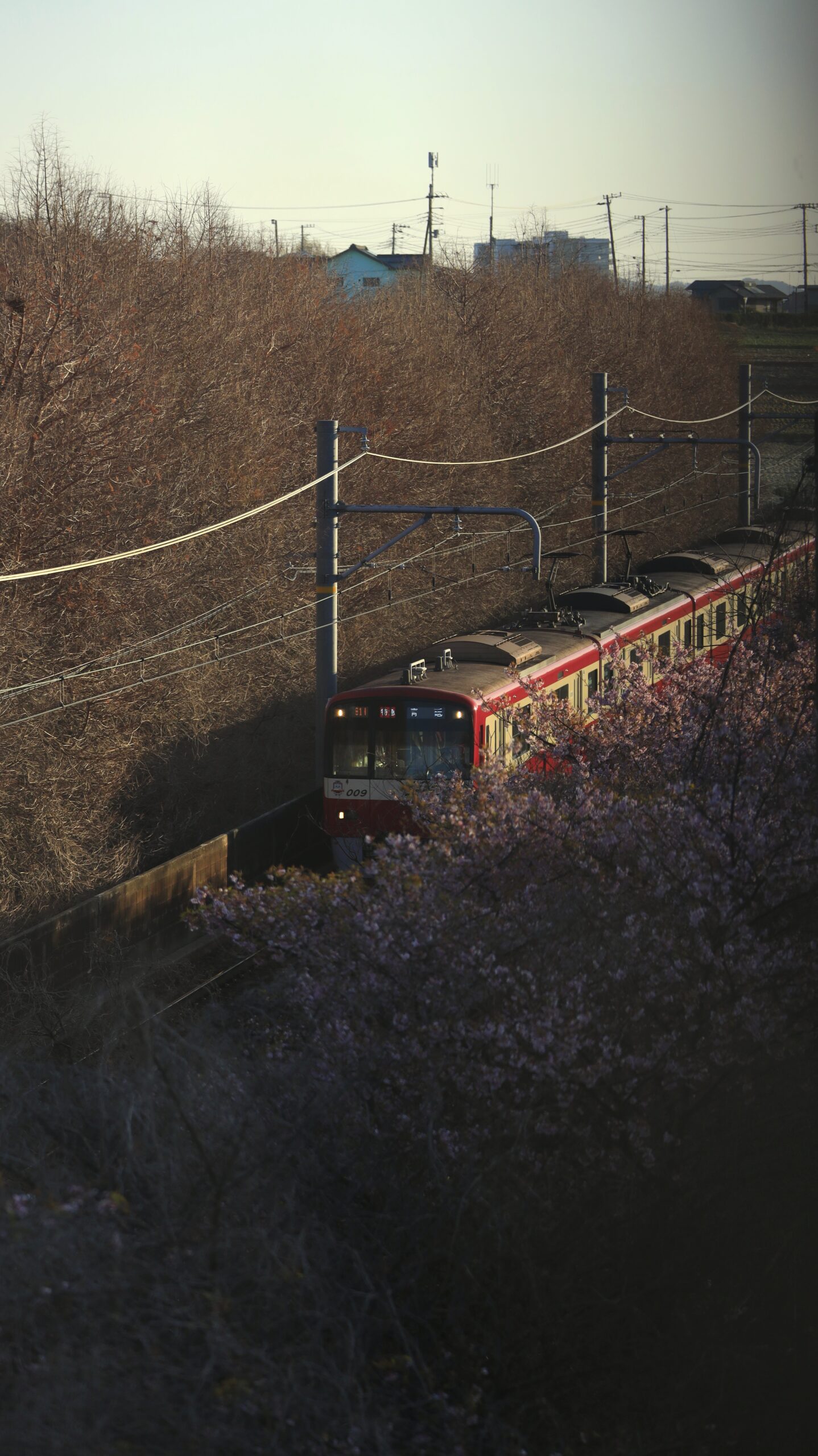 三浦海岸桜まつりで、高い位置から桜並木を通過する電車を撮影。電車と河津桜の共演。
