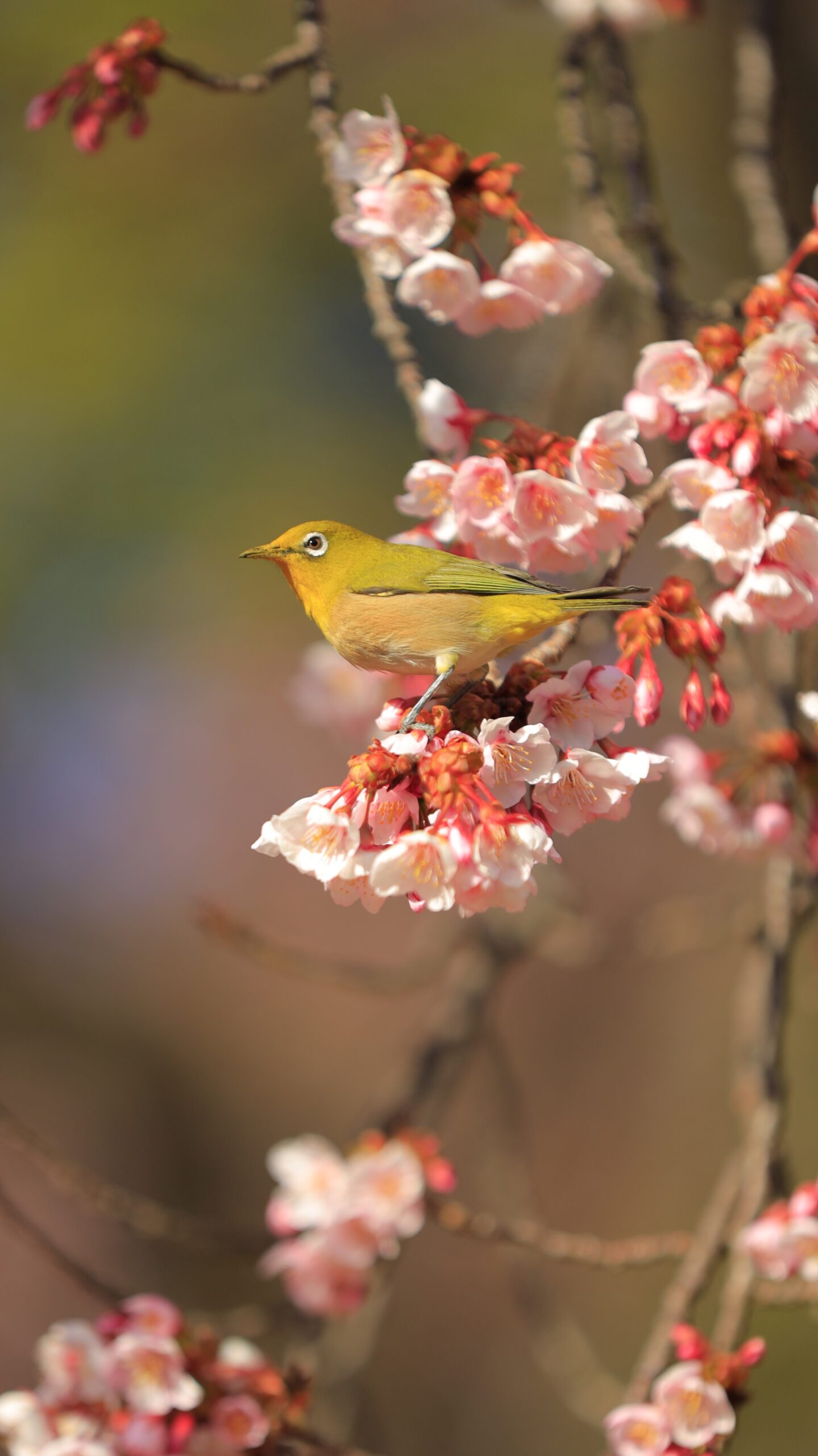 新宿御苑で、今にも飛び立ちそうな気配を感じさせるメジロの表情を捉えた写真です。