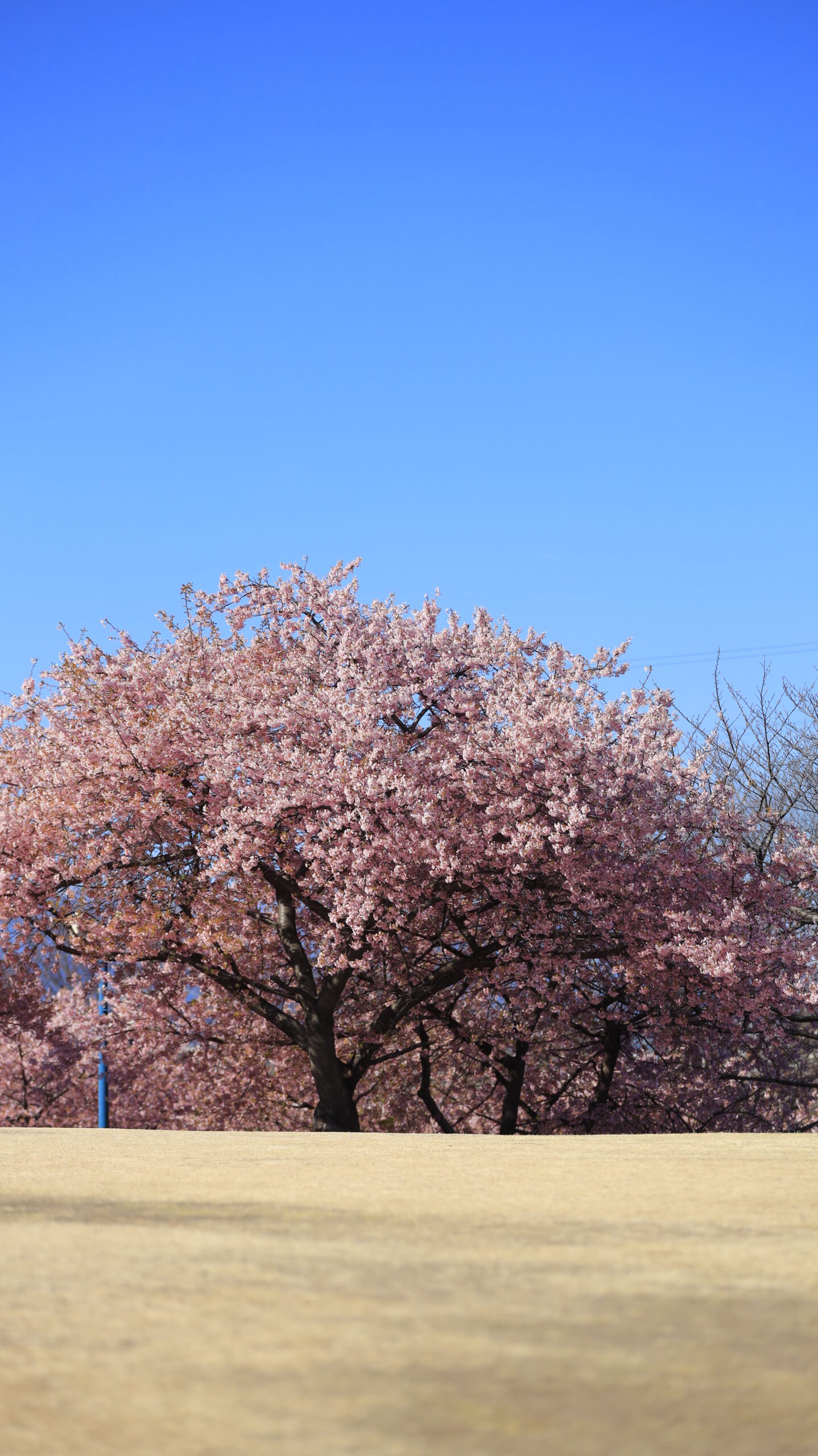 伊勢崎市みらい公園で、丘の上に咲く満開の河津桜の木を撮影した春の風景。