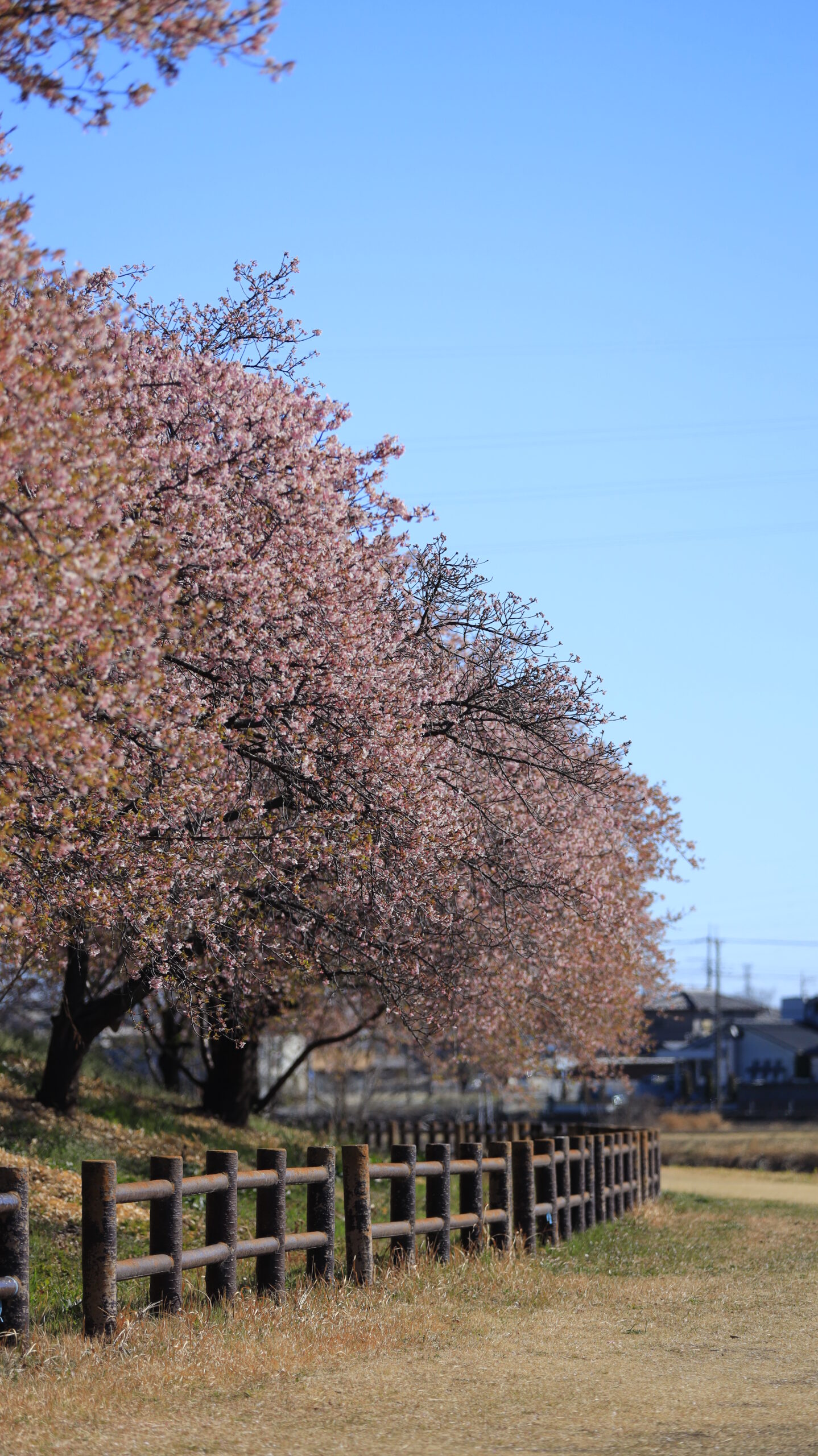 榛の森公園で、葉桜になり始めた河津桜と柵の曲線、青空を意識して撮影した景色。