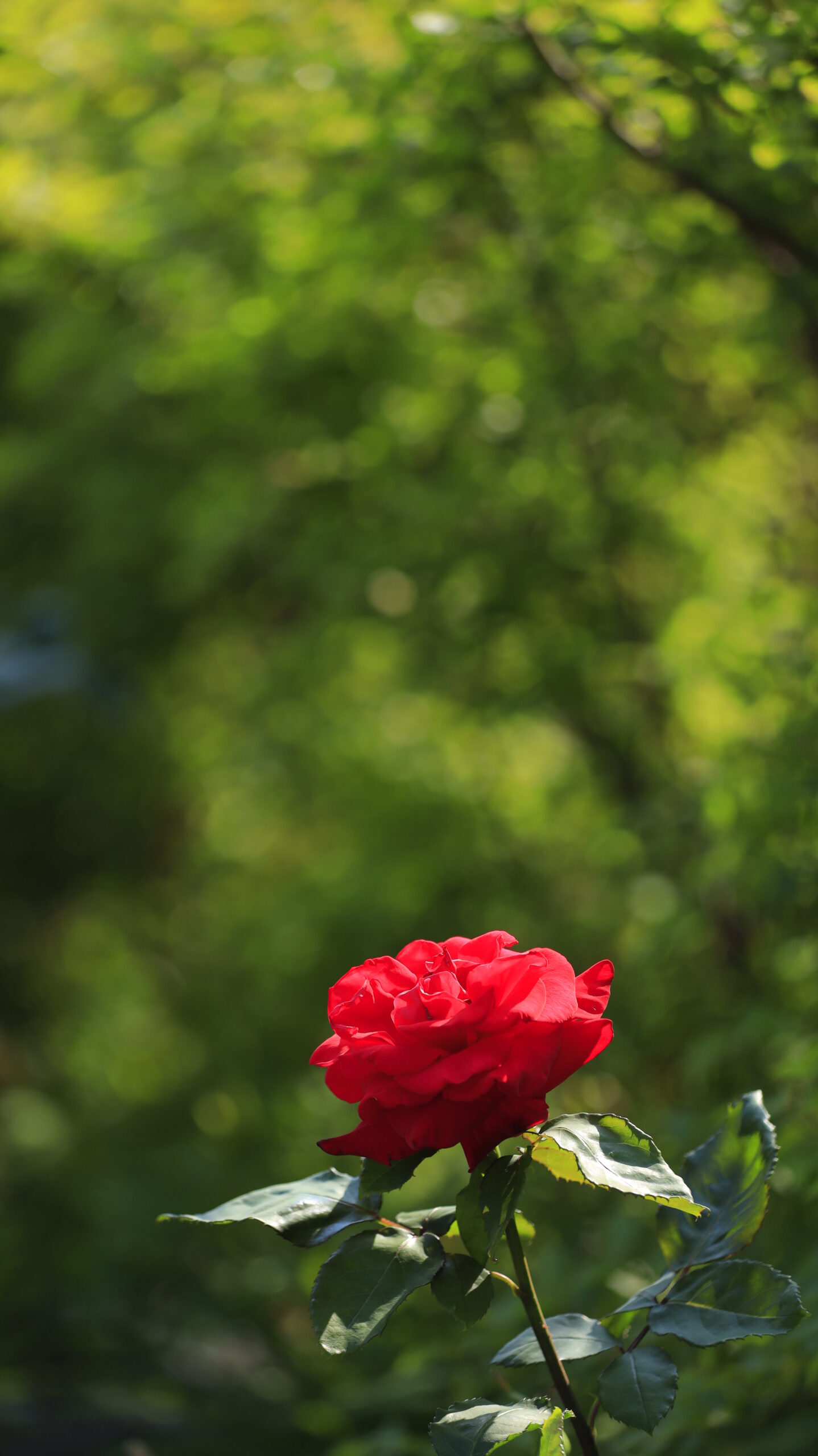 町田市立野津田公園で緑の玉ボケを背景に真っ赤な薔薇を写した花の写真