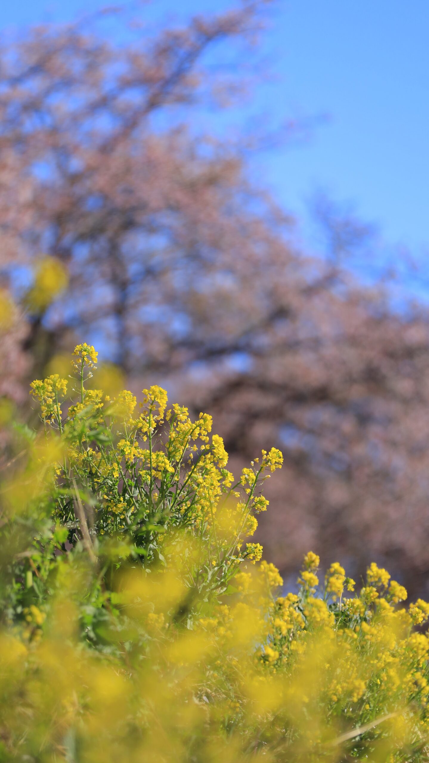 榛の森公園で、低い位置から菜の花を手前に河津桜を背景に見上げて撮影した春の風景。