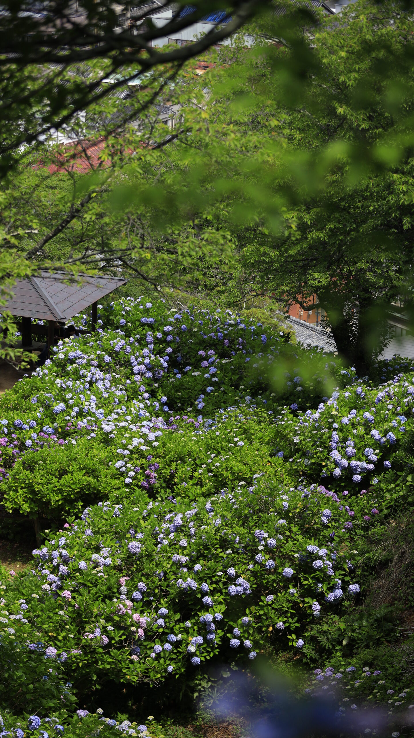 下田公園(あじさい祭り)の高い場所から見た光が当たる紫陽花群生