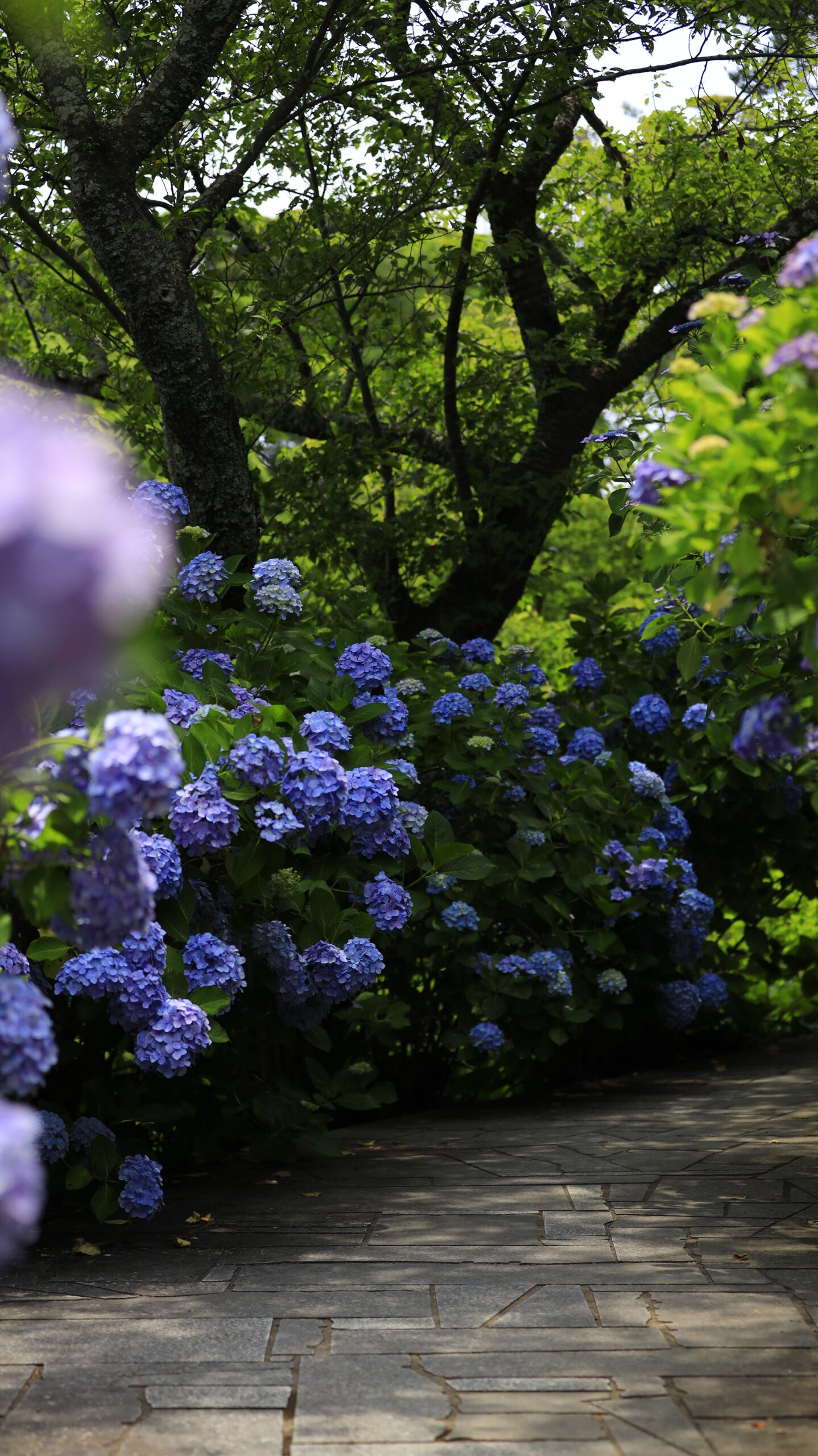 下田公園(あじさい祭り)のローアングルで捉えた光と影の紫陽花