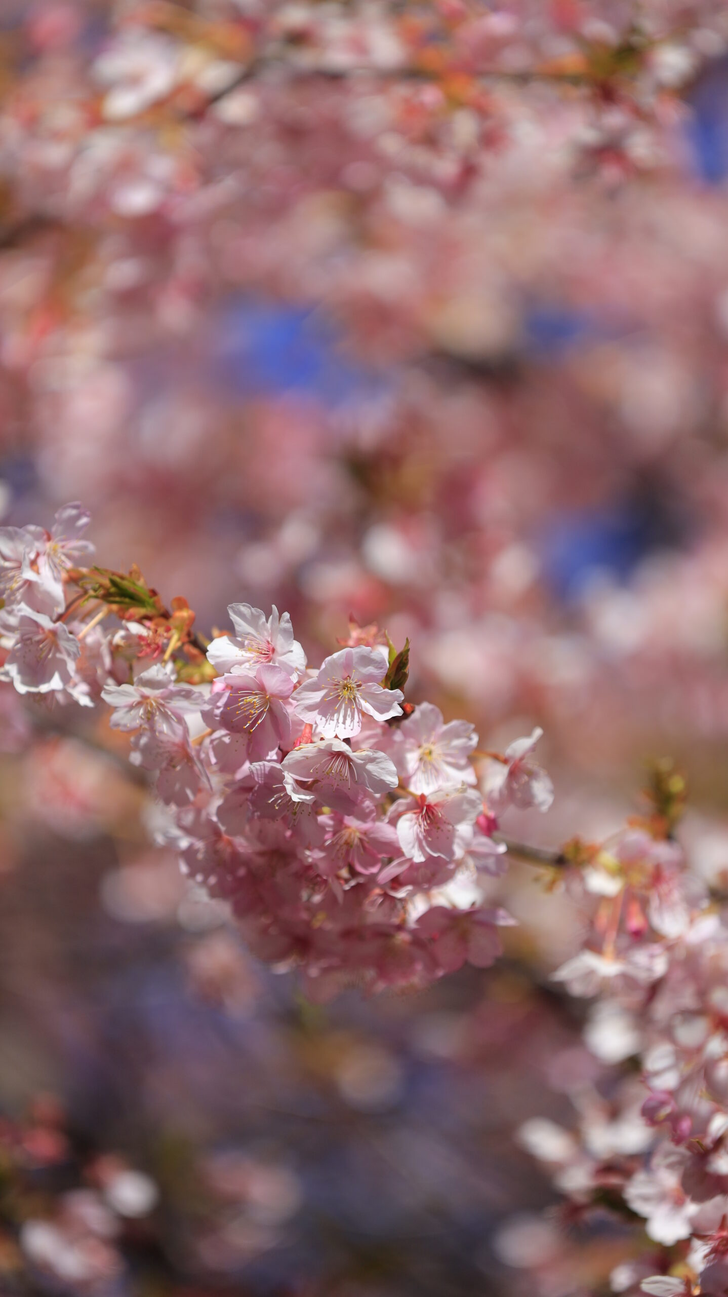 榛の森公園で、葉桜になり始めた河津桜を柔らかい雰囲気で撮影した春の景色。