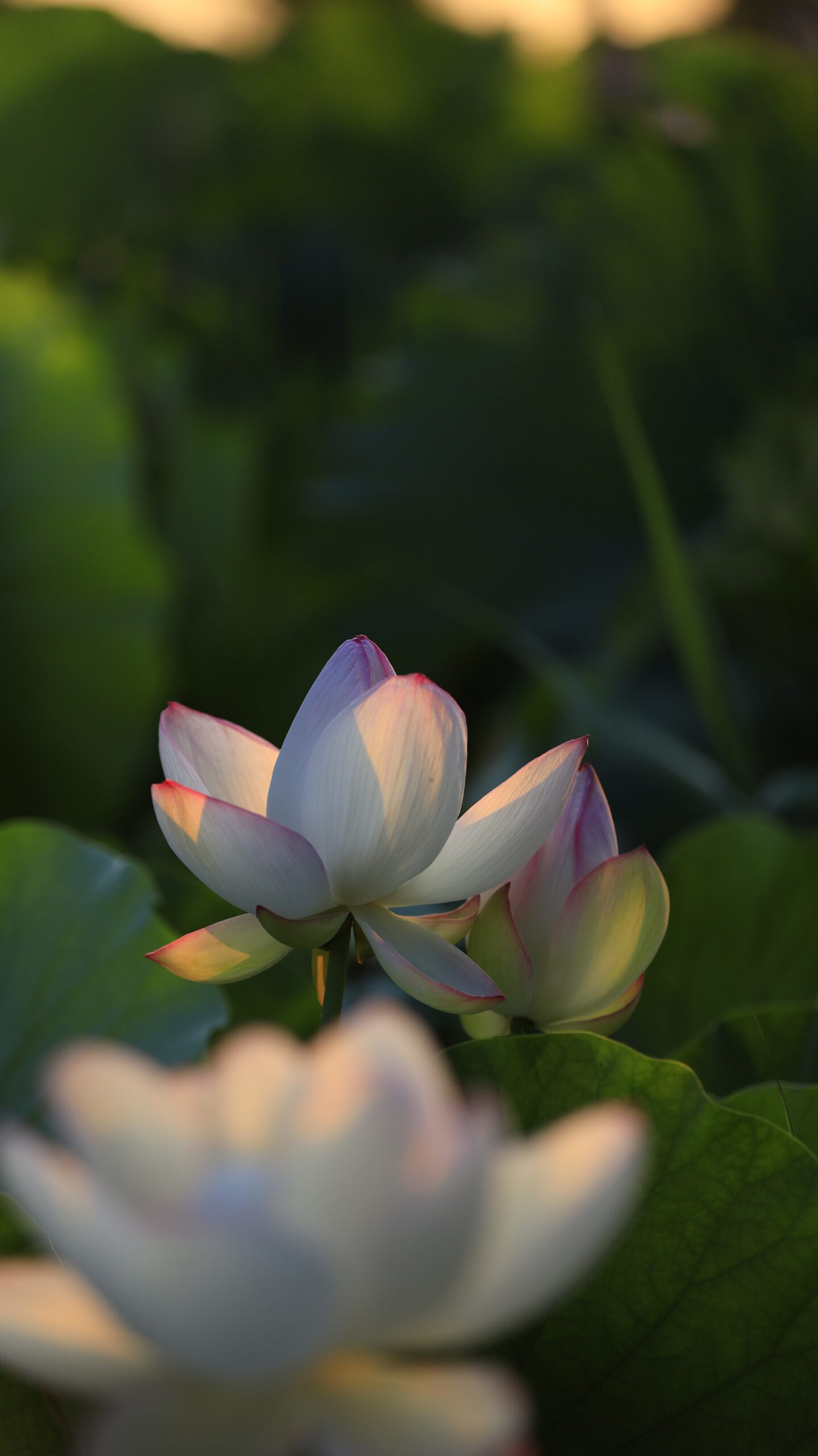 あけぼの山農業公園で太陽の光を受けて白く輝く蓮の花