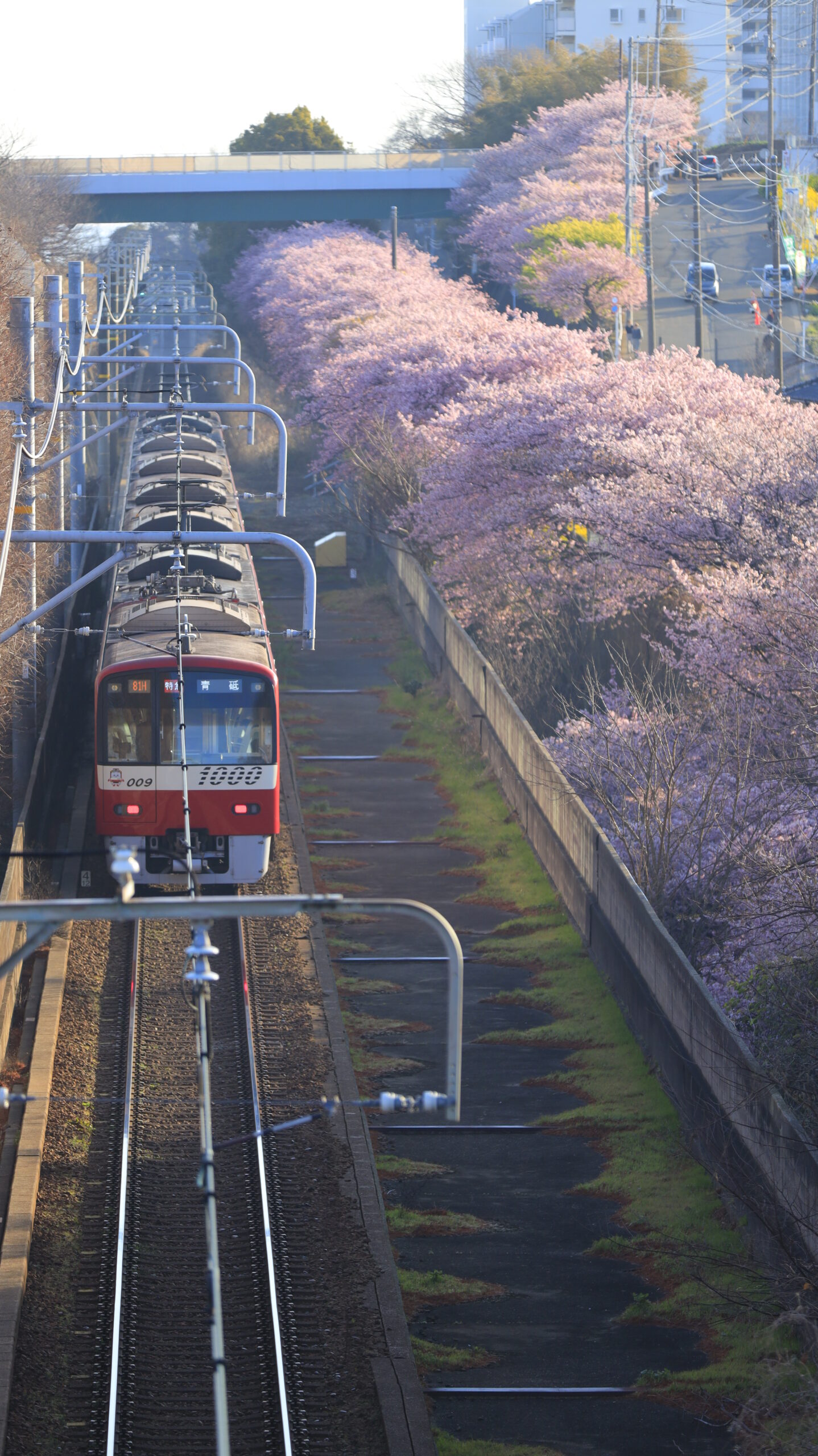 三浦海岸桜まつりで、通過する電車と横に続く桜並木を撮影。動きと春の風景を組み合わせ。