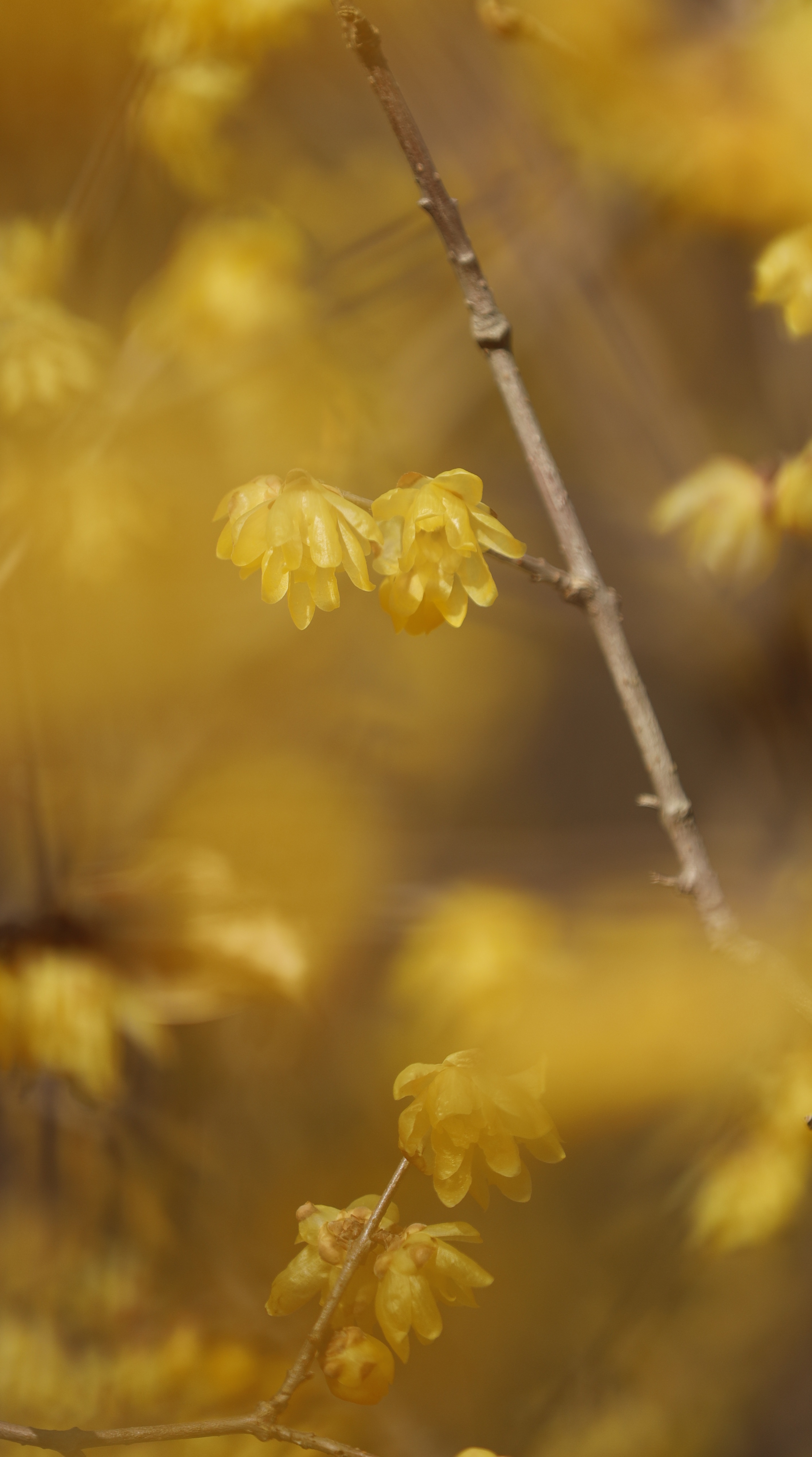 神代植物公園にて、「大きく映した蝋梅、立体感を意識して」と感じた写真です。