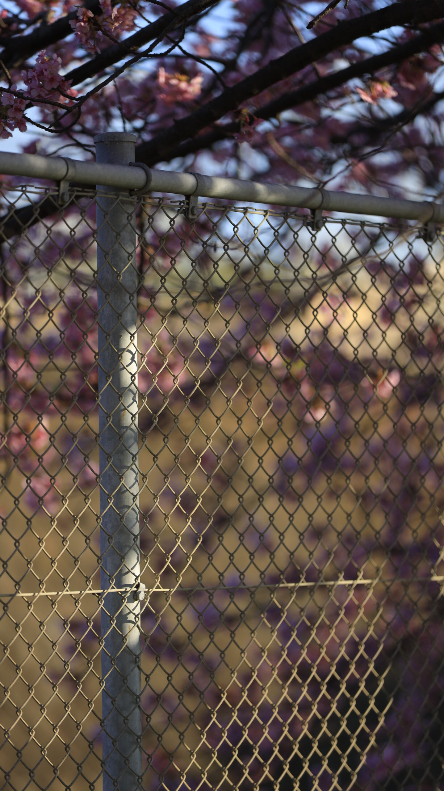 三浦海岸桜まつりで、フェンスにピントを合わせ桜をぼかして撮影。前景を活かしたボケ表現。