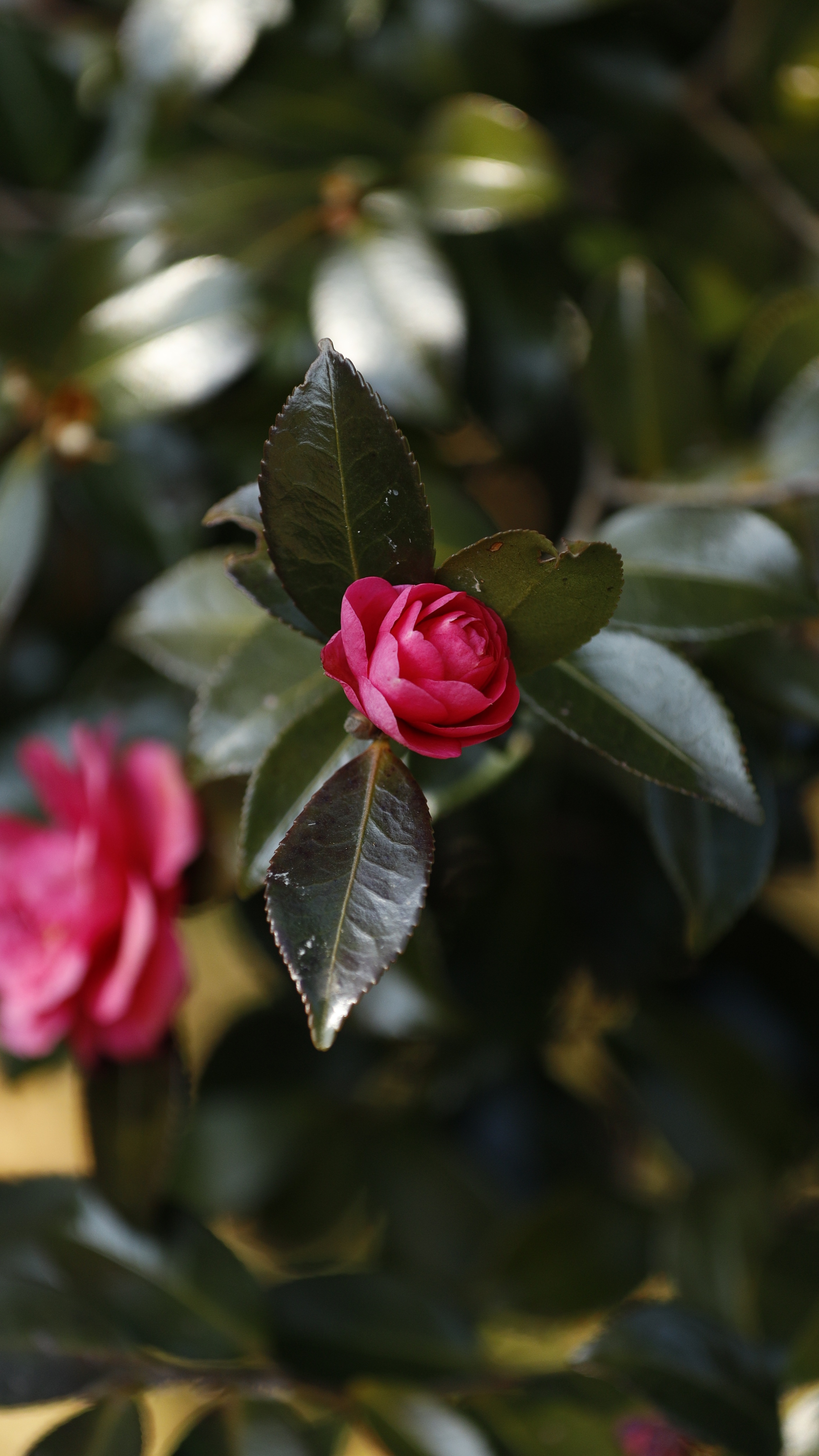 神代植物公園にて、「光を考慮した椿の美しさ」と感じた写真です。