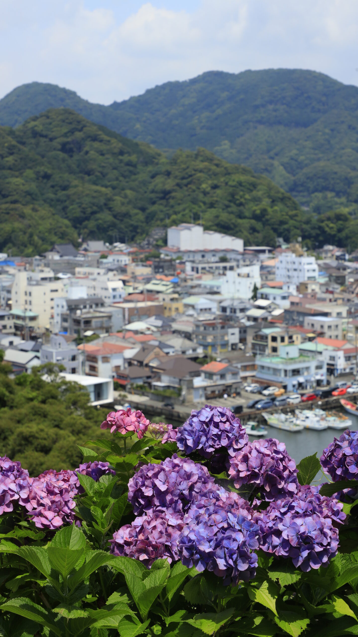 下田公園(あじさい祭り)の山の上から見たピンクの紫陽花と下田の街並み