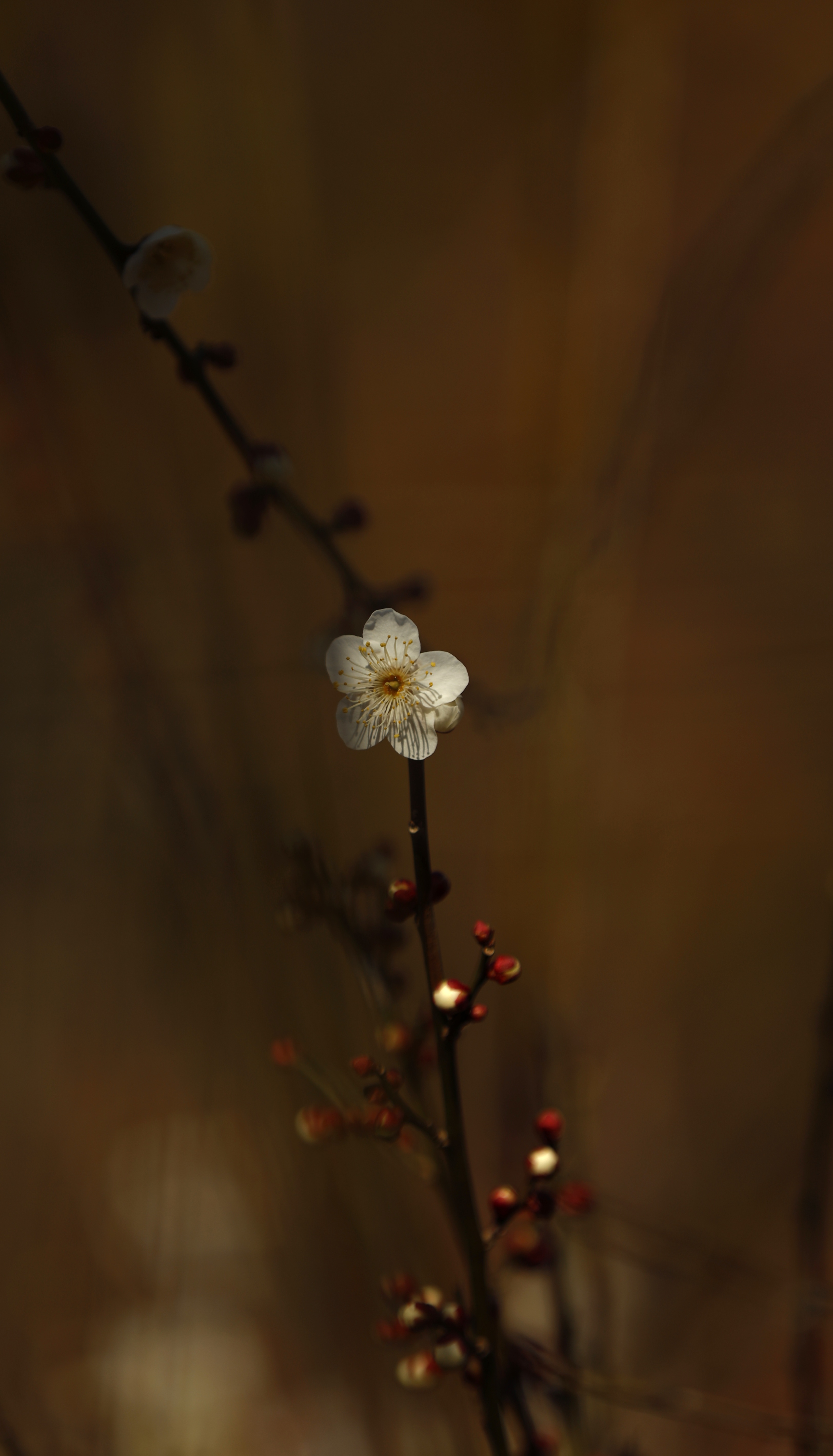 神代植物公園にて、「一輪の梅、孤独の美しさ」と感じた写真です。