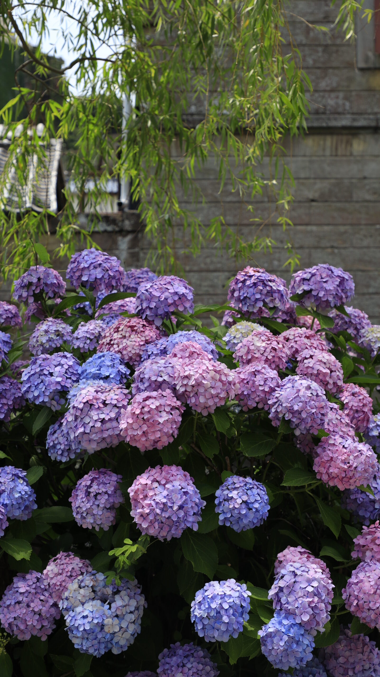 ペリーロード(下田)の紫・ピンク・青のグラデーションが美しい紫陽花