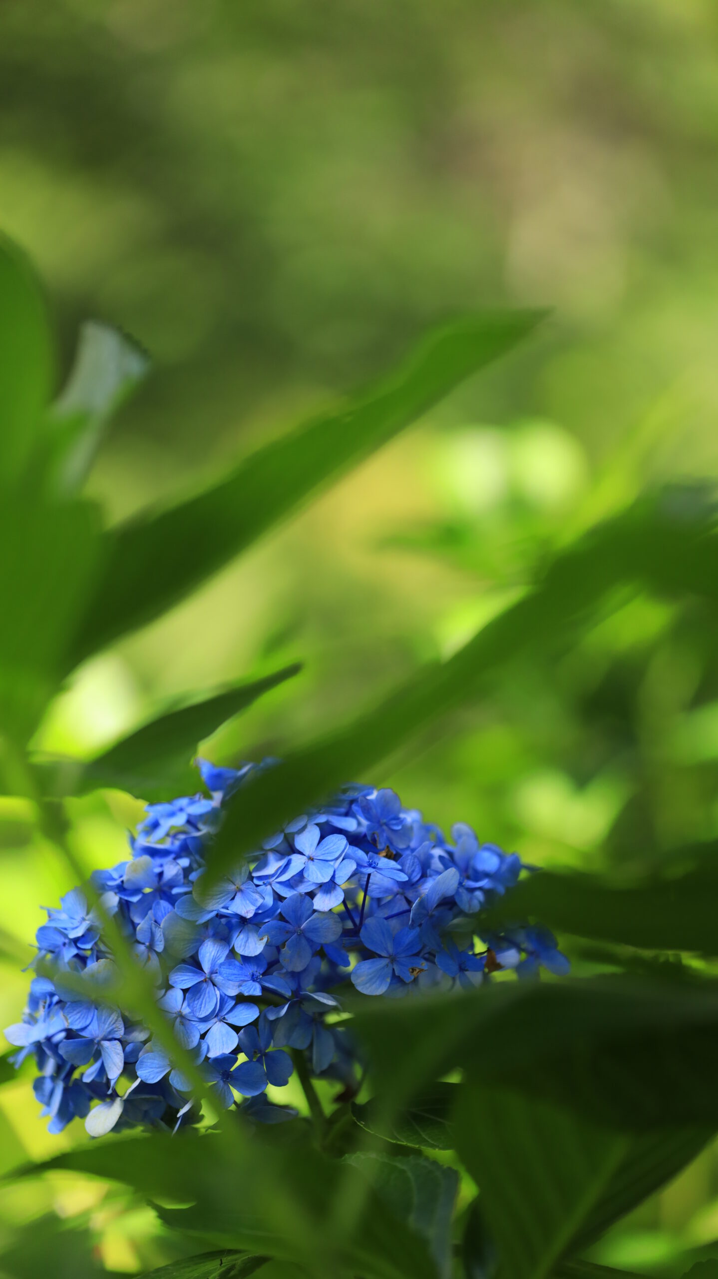 大王わさび農場で夏にもまだ綺麗に咲いていた紫陽花を撮影