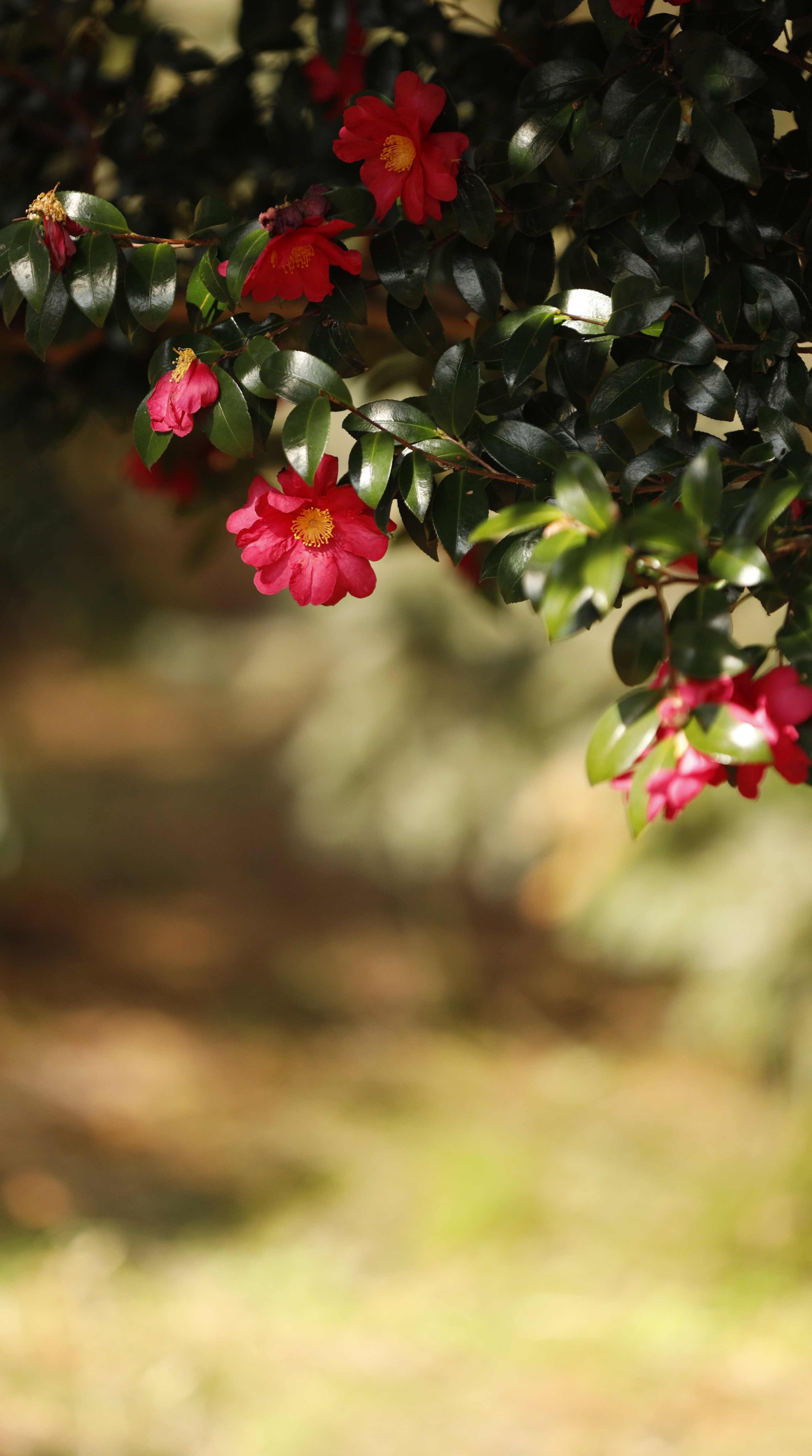 神代植物公園にて、「椿と光と影、美しい瞬間の記録」と感じた写真です。