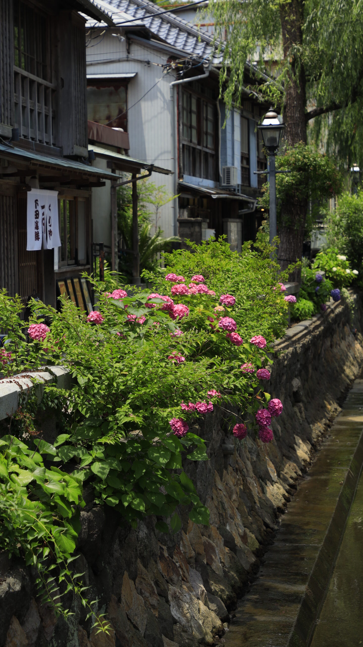 ペリーロード(下田)の川沿いに咲くピンクの紫陽花と古民家