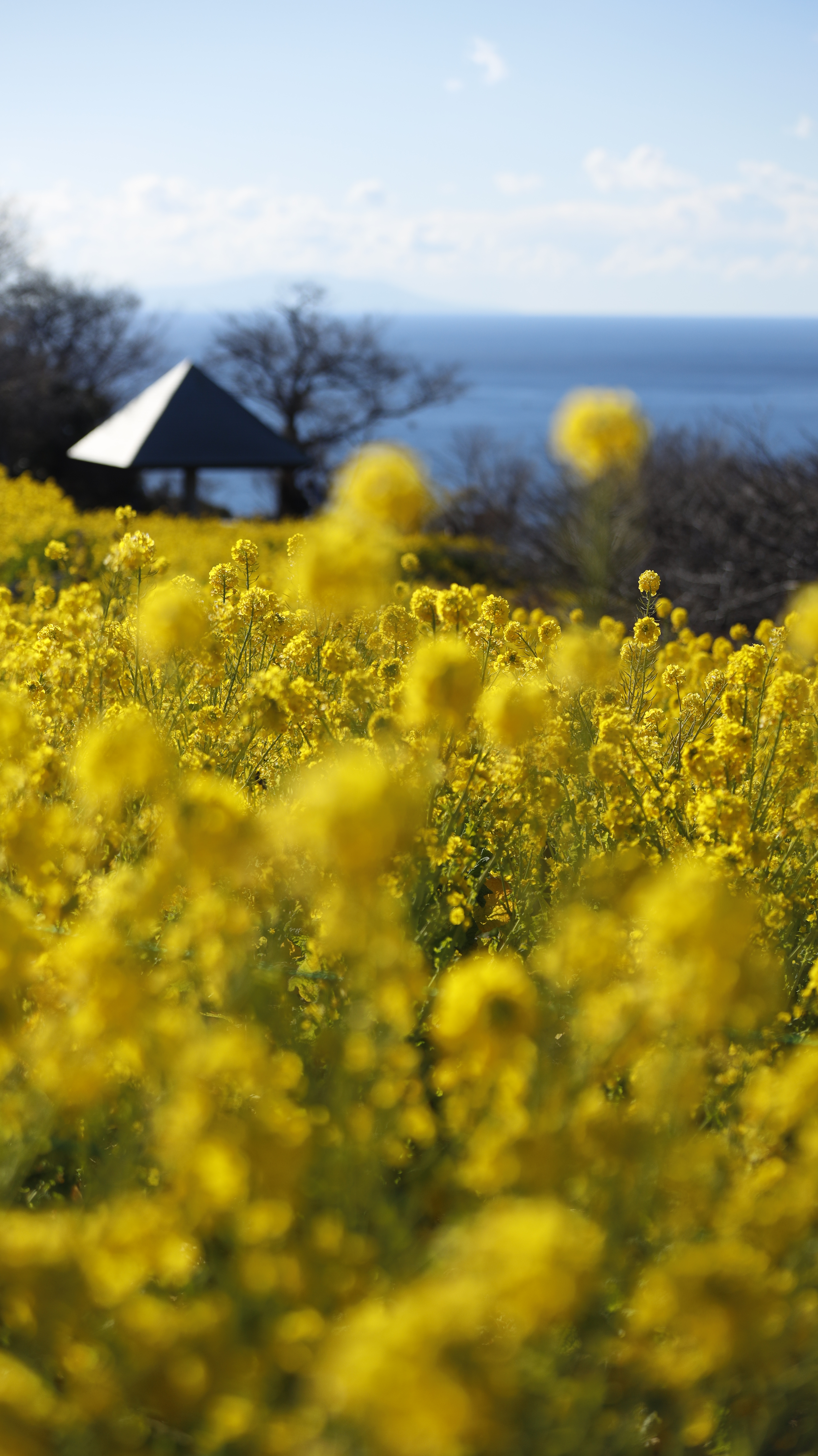吾妻山公園にて、「菜の花と小屋、海の広がり」と感じた写真です。