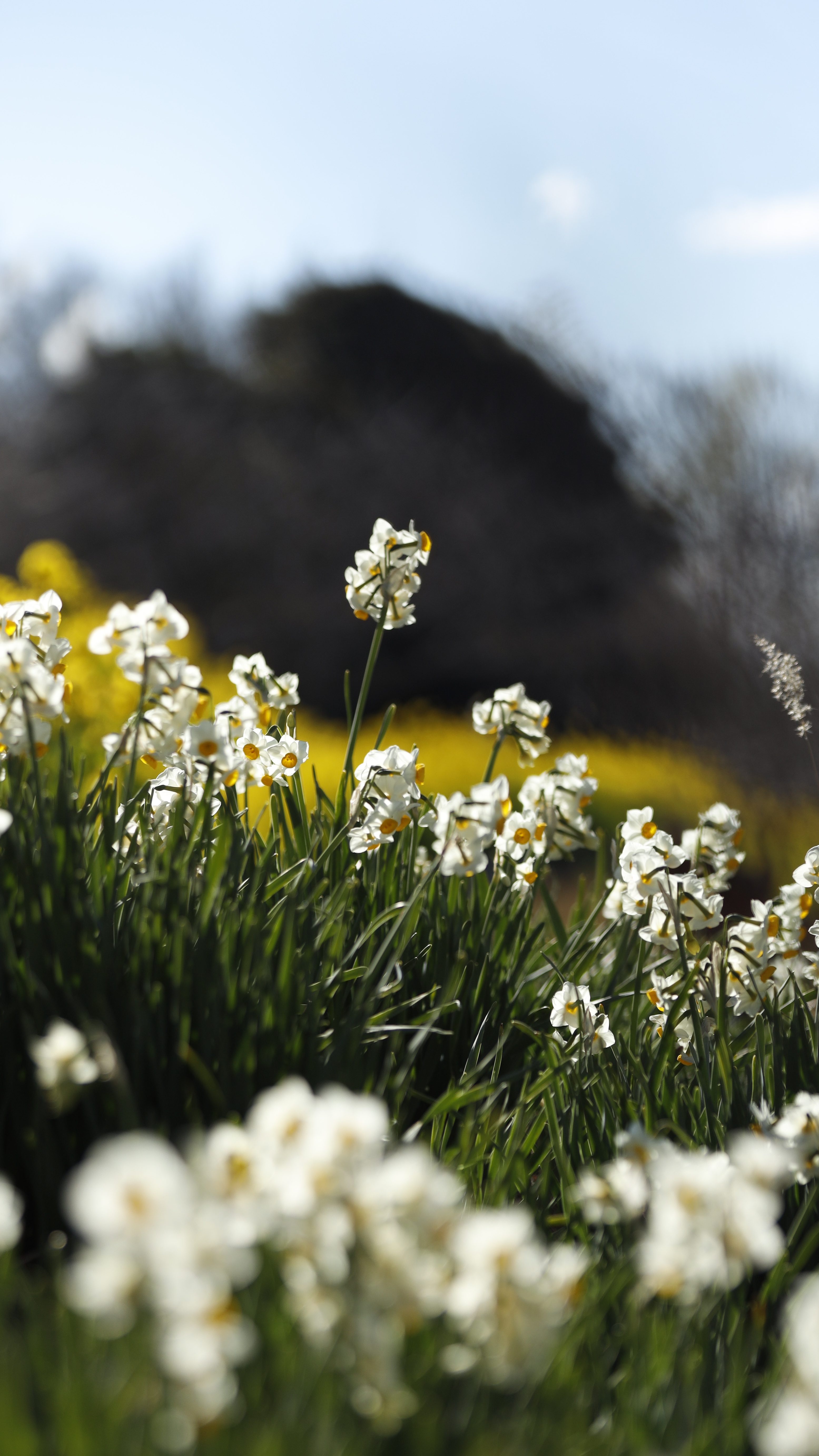吾妻山公園にて、「水仙と菜の花の奥行き」と感じた写真です。