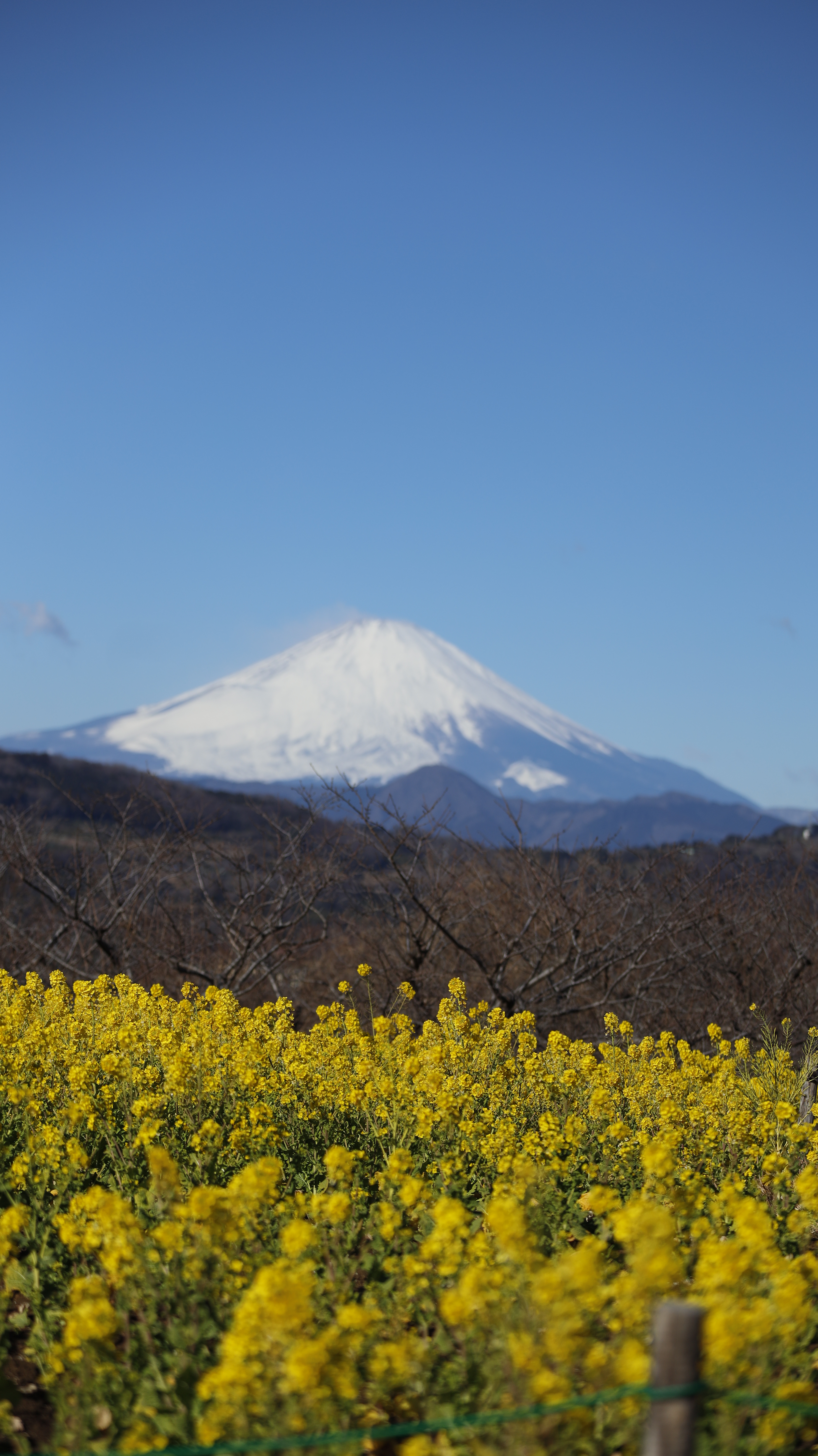 吾妻山公園にて、「富士山と菜の花のコラボレーション」と感じた写真です。