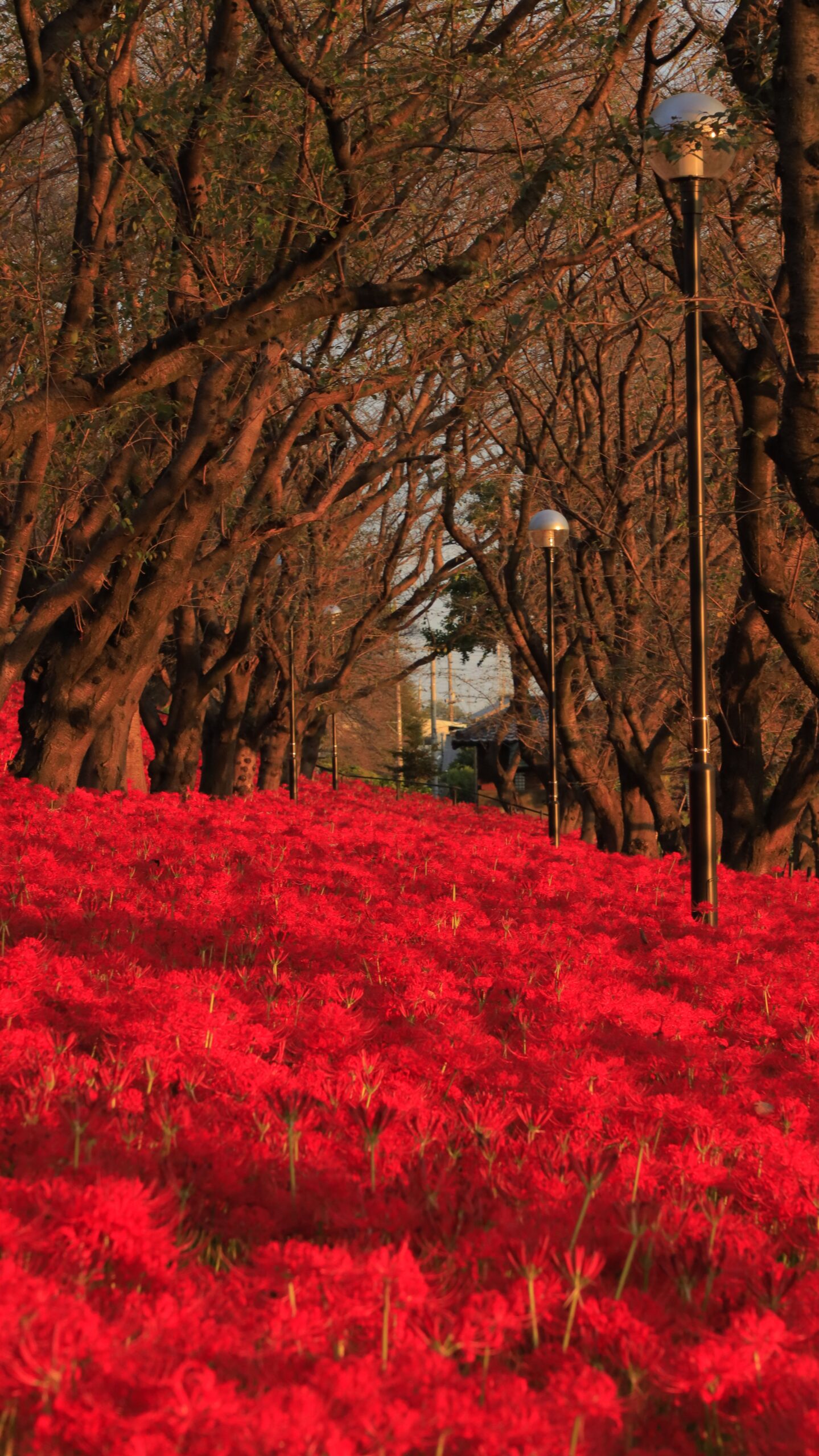 幸手権現堂で真っ赤に染まる彼岸花の絨毯が広がる幻想的な風景写真