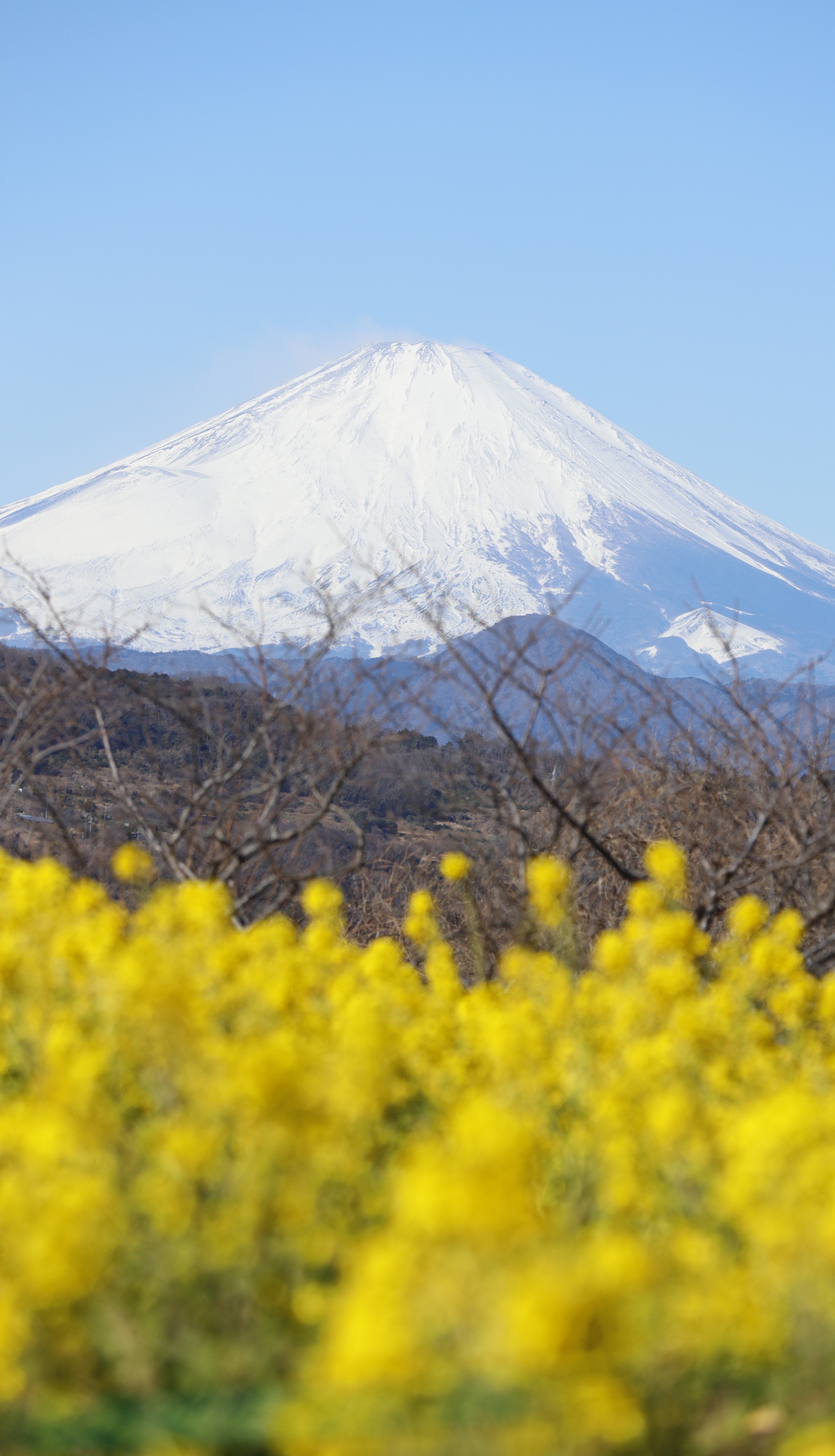 吾妻山公園にて、「富士山を引き立てる菜の花」と感じた写真です。