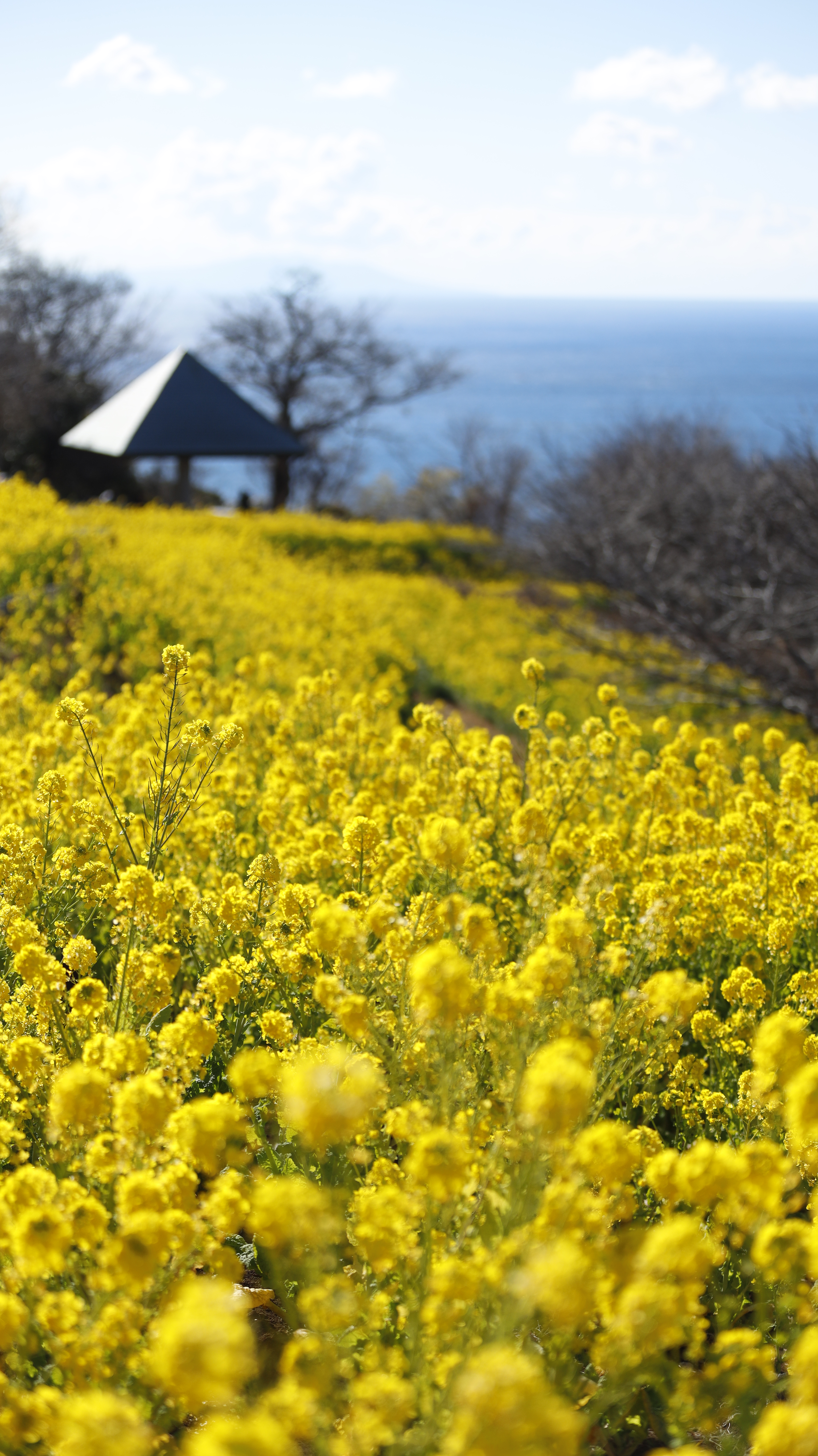 吾妻山公園にて、「菜の花畑の立体感を演出」と感じた写真です。