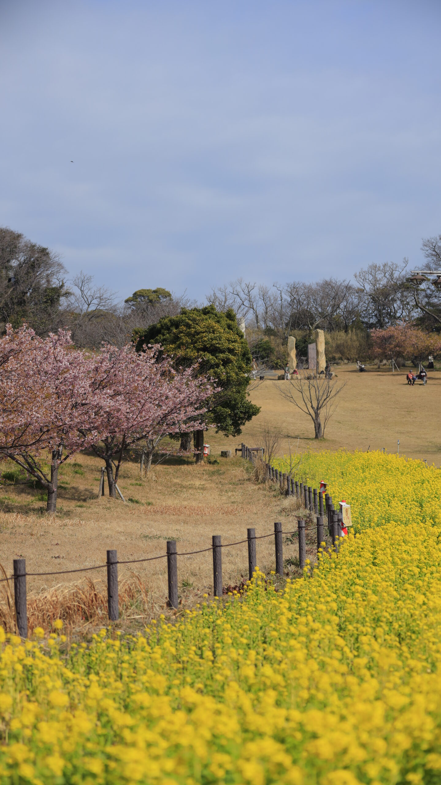 観音崎公園で、菜の花畑の曲線と桜を撮影。曲線美と桜の彩りを意識した構図。
