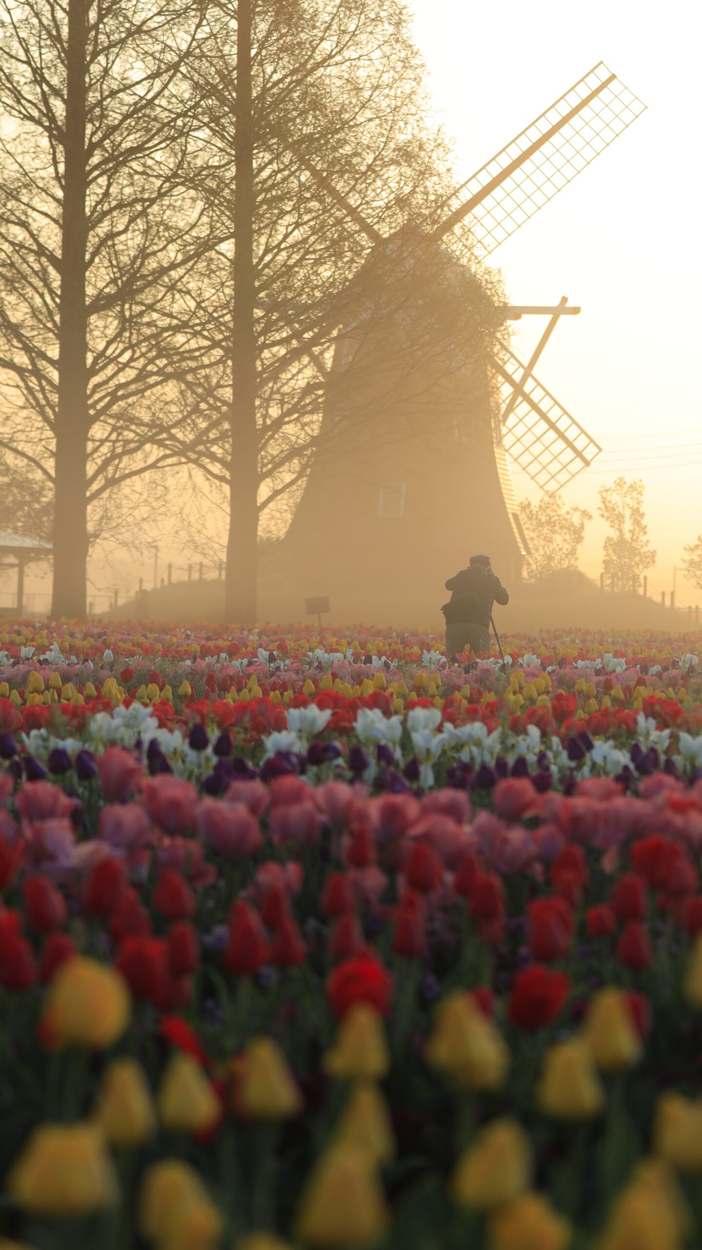 あけぼの山農業公園で、撮影するカメラマンとチューリップ畑と風車の様子