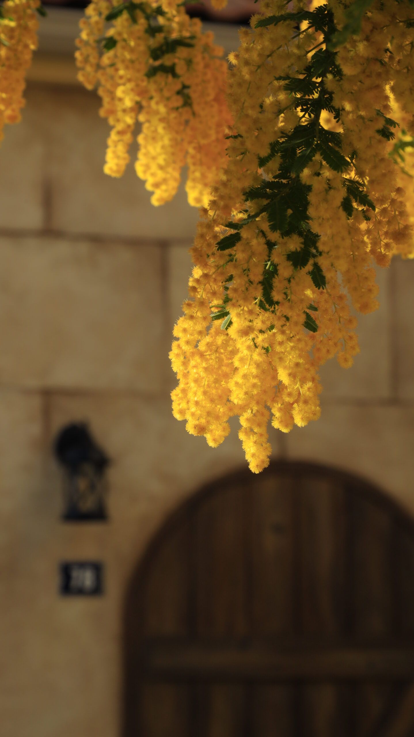 パティスリーナチュレルで、朝日が当たり始めたミモザの花を撮影した春の景色。