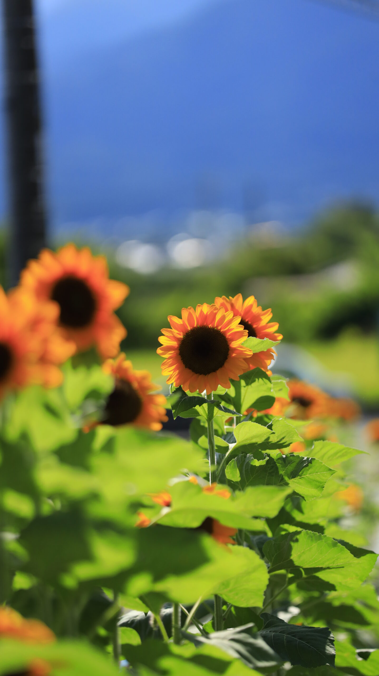 大王わさび農場の入口近くにある花壇で並んで咲くひまわりを撮影