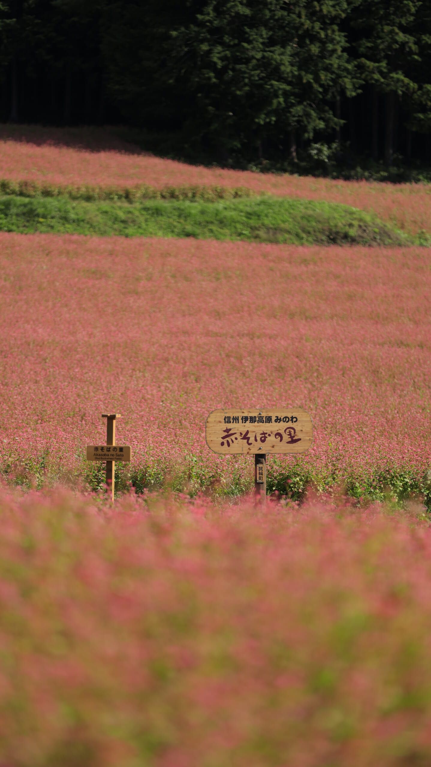 赤そばの里の赤そば畑に立つ「赤そばの里」の看板をローアングルから撮影