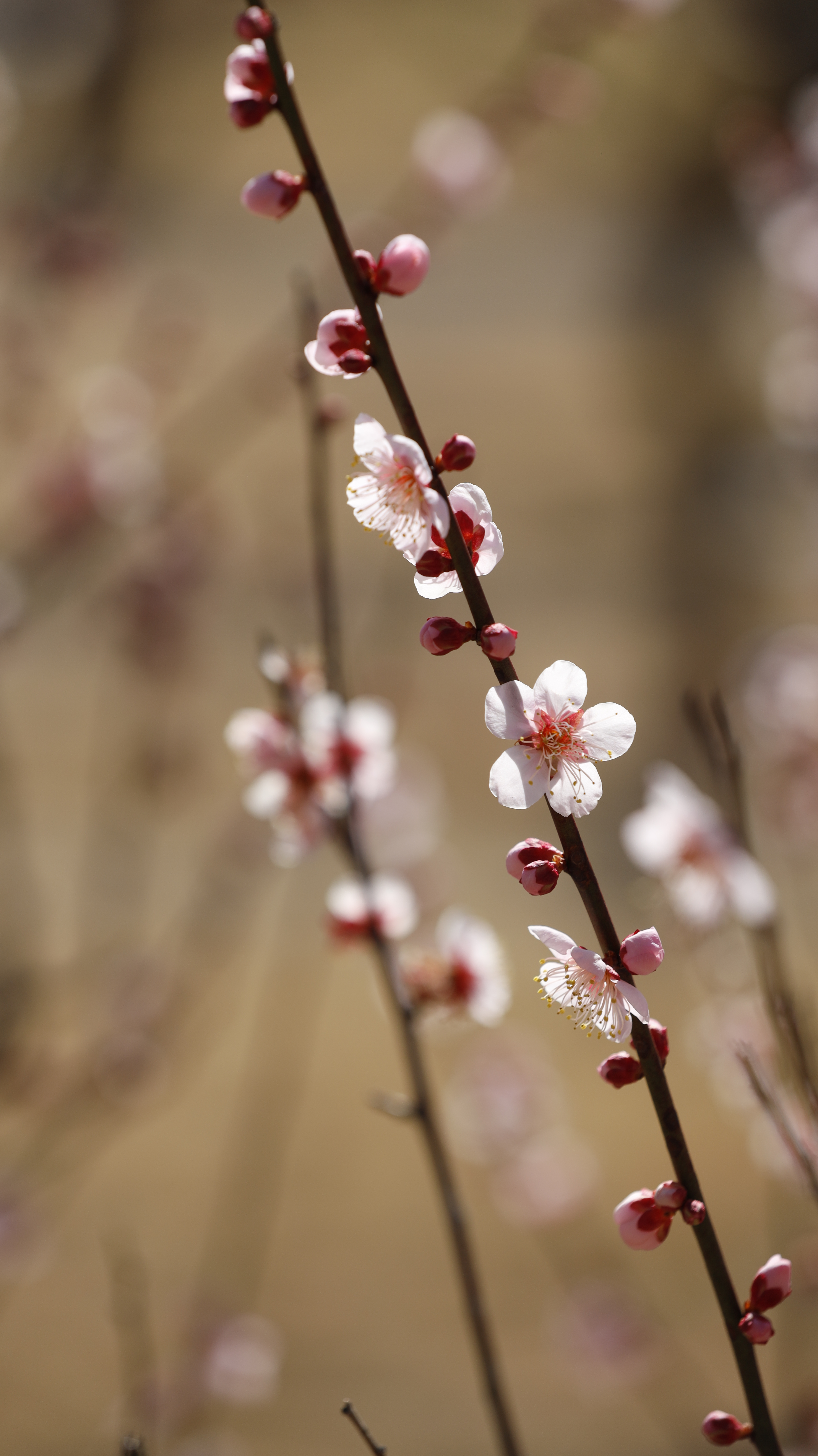 小田原フラワーガーデンにて、「シンプルに映す梅の花」と感じた写真です。
