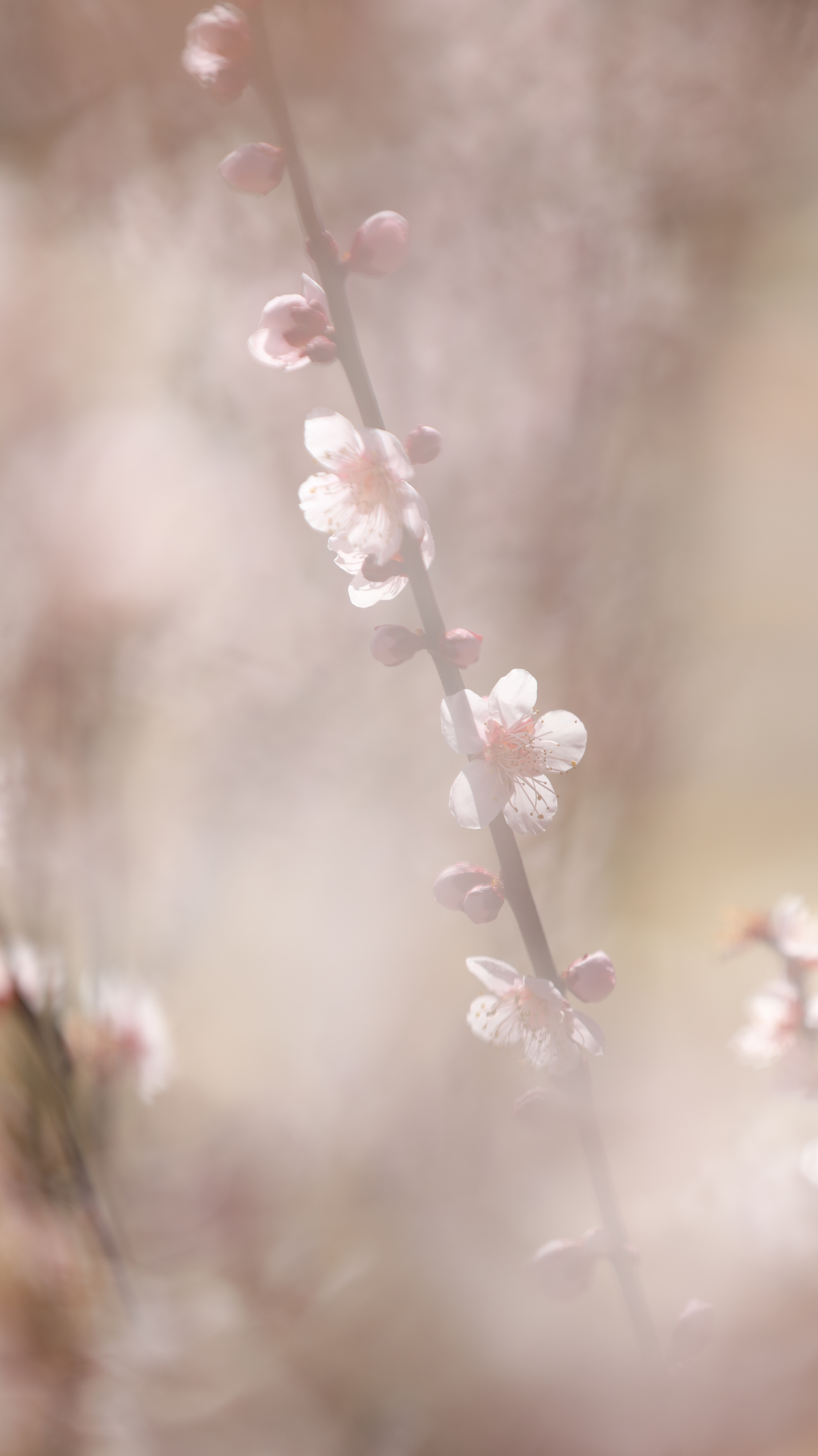 小田原フラワーガーデンにて、「白いベールのような梅の花」と感じた写真です。